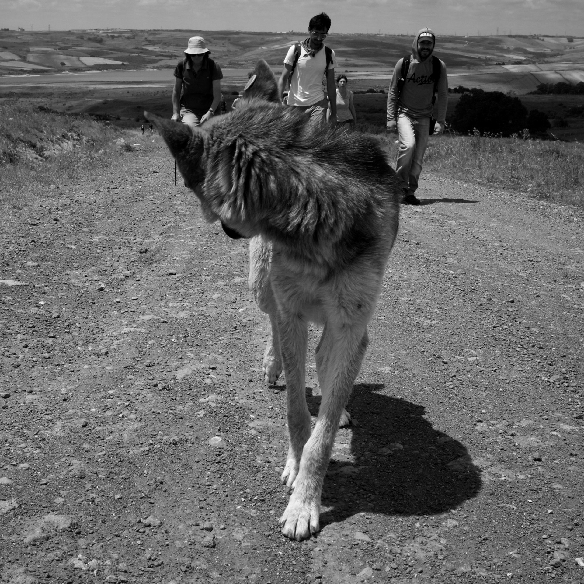 Misafırhane Hill: making our way to the top with our lovely day-dog