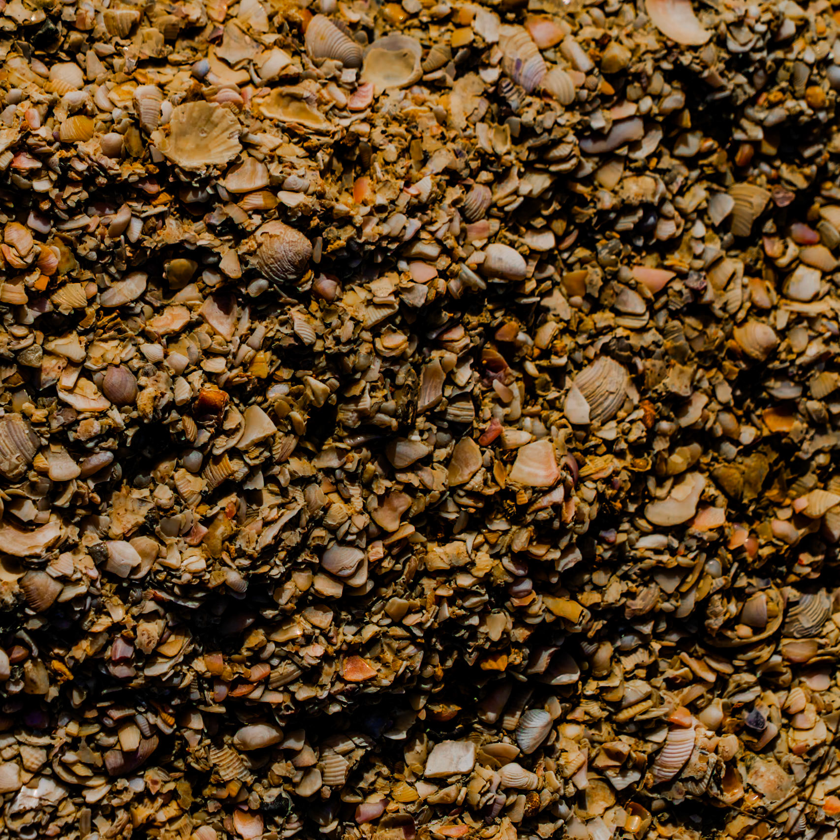 Black Sea coast east of Yeniköy: broken shells