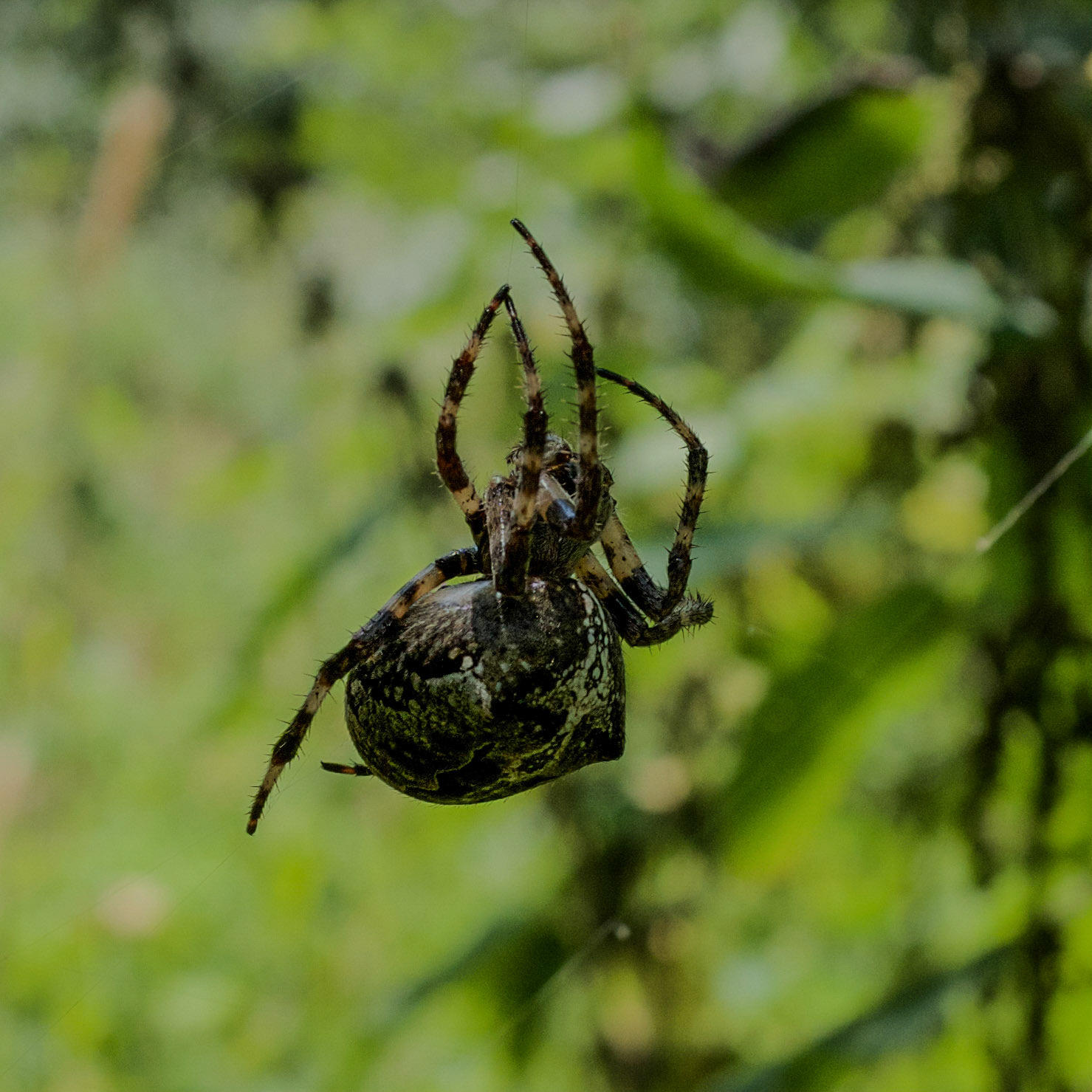between Bathonea north and Bathonea south: large spiders like to build their webs across the path