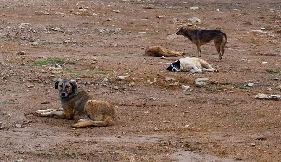 Ömerli reservoir: reservoir dogs