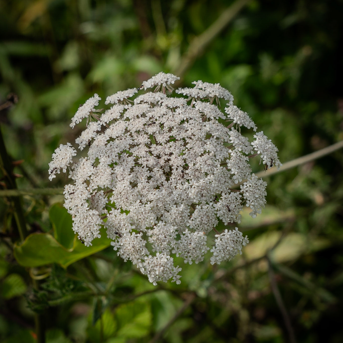 between Terkos and Germe: a white cow-parsley flower head