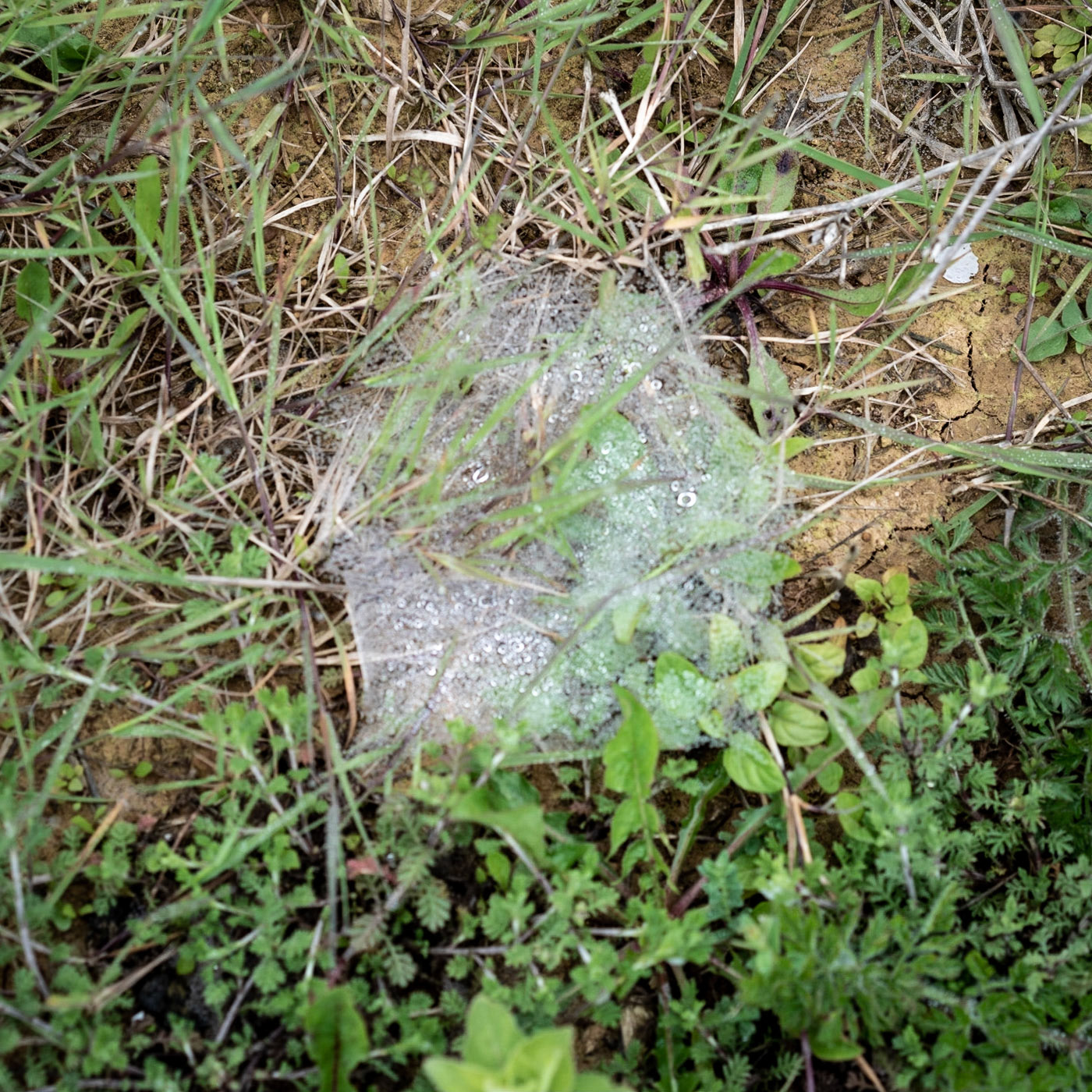 between Bozhane and Kılıçlı Köyü: a wet web