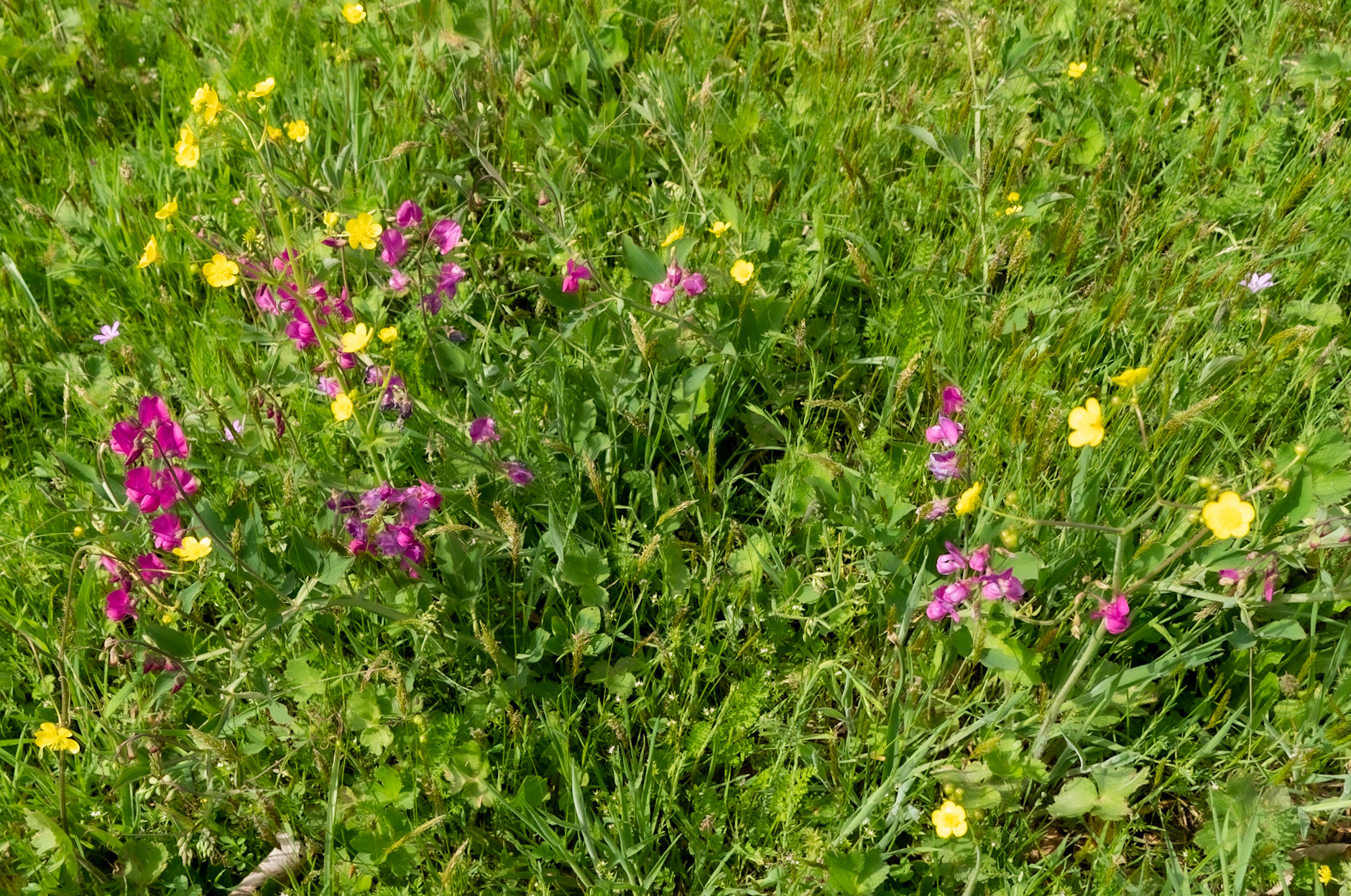 Polonezköy southern flower meadow: pink and yellow flowers