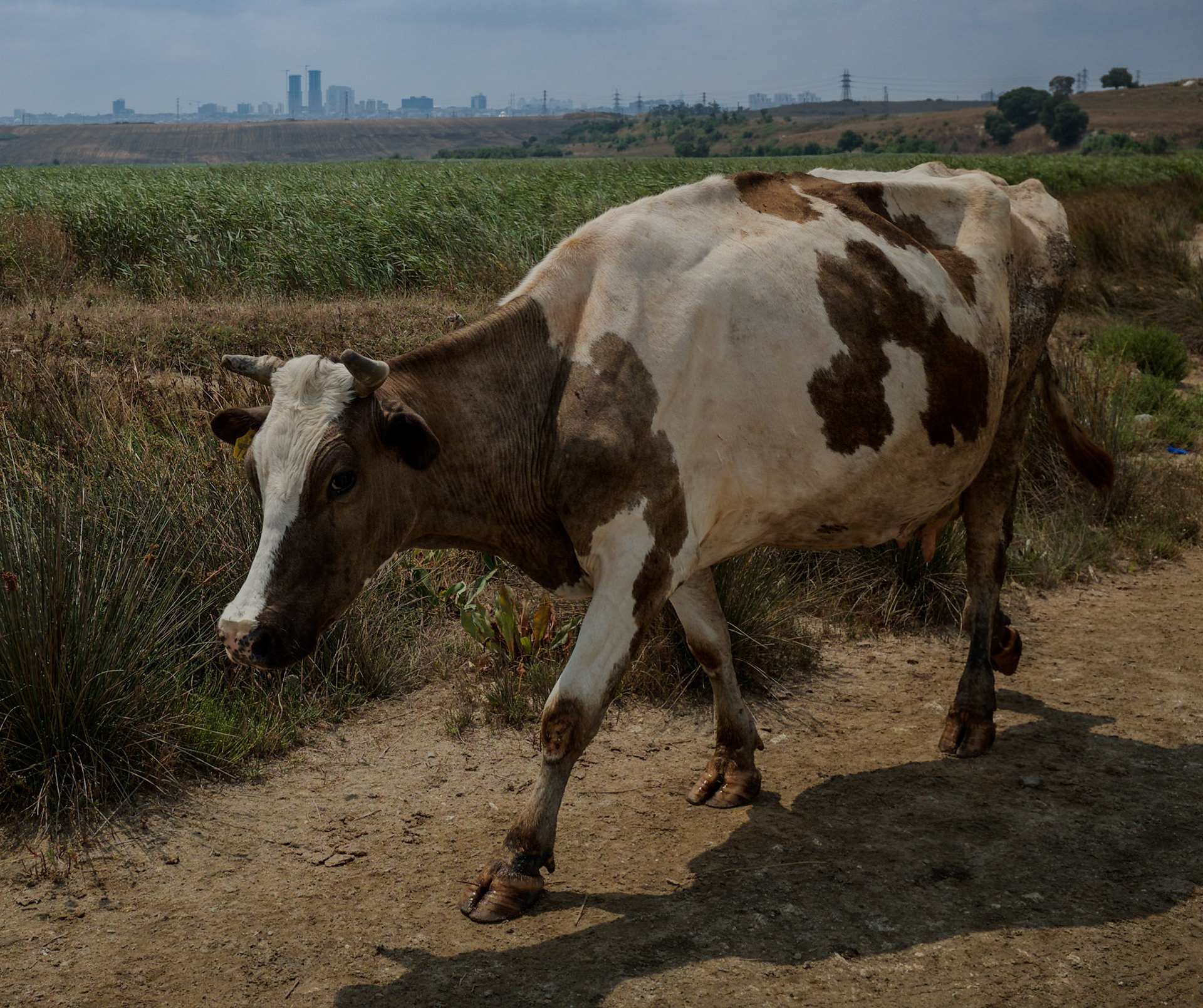 northwestern Küçükçekmece marsh: marsh cow with Esenyurt (?) in the background