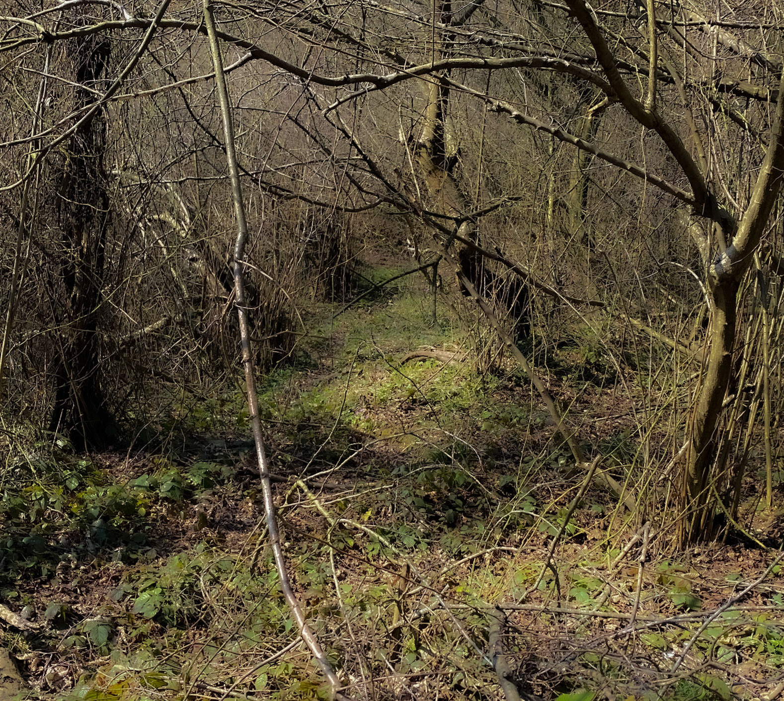 between Zerzevat and the Zerzevat stream valley: a green tunnel