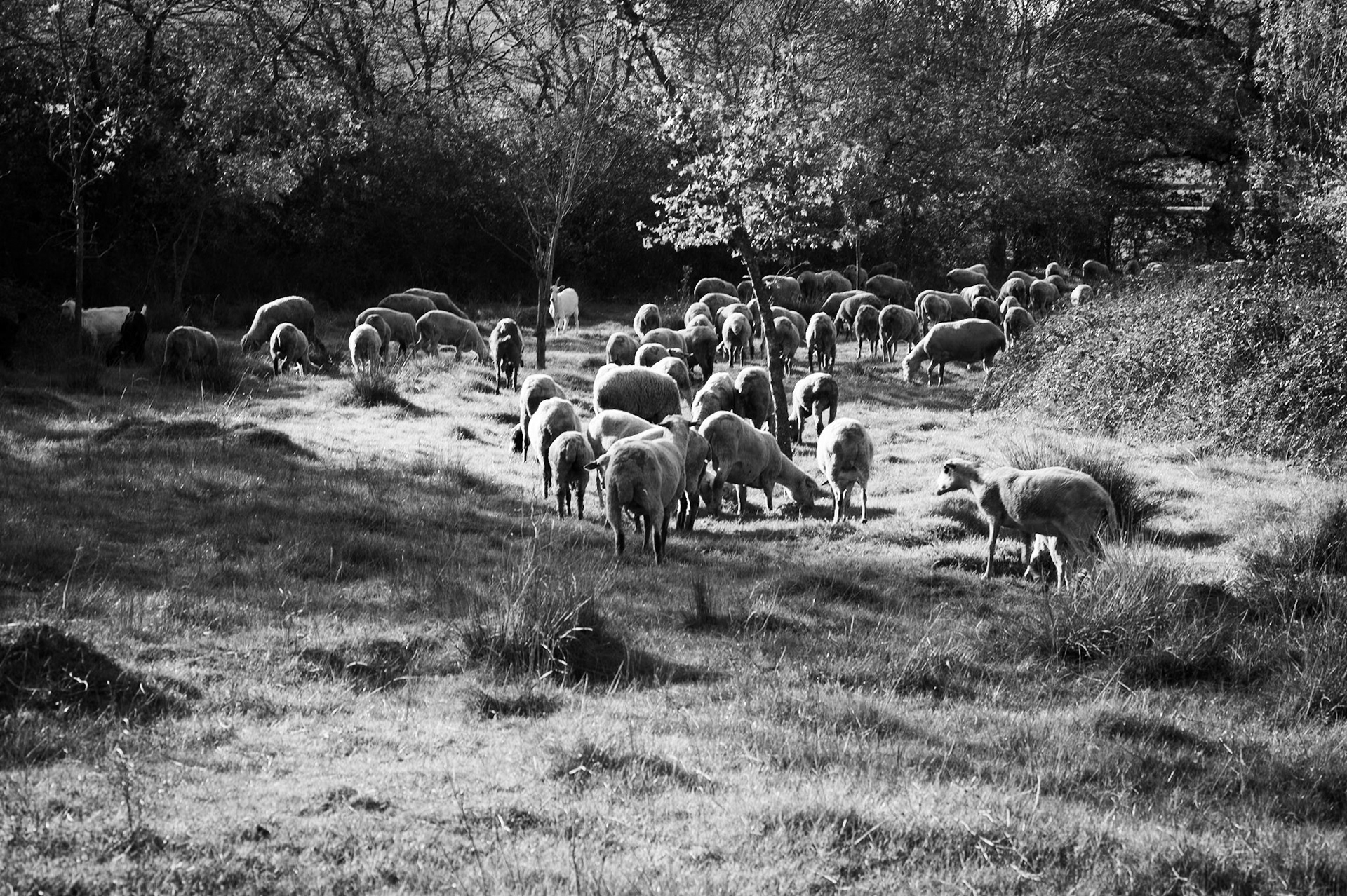 Cuma pastures: sheep