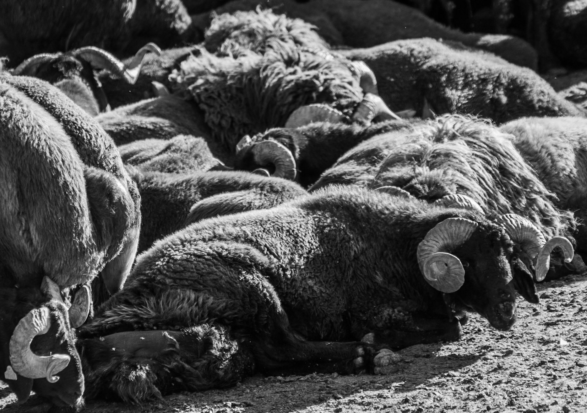 Sazlıdere stagnant river walk: penned sheep