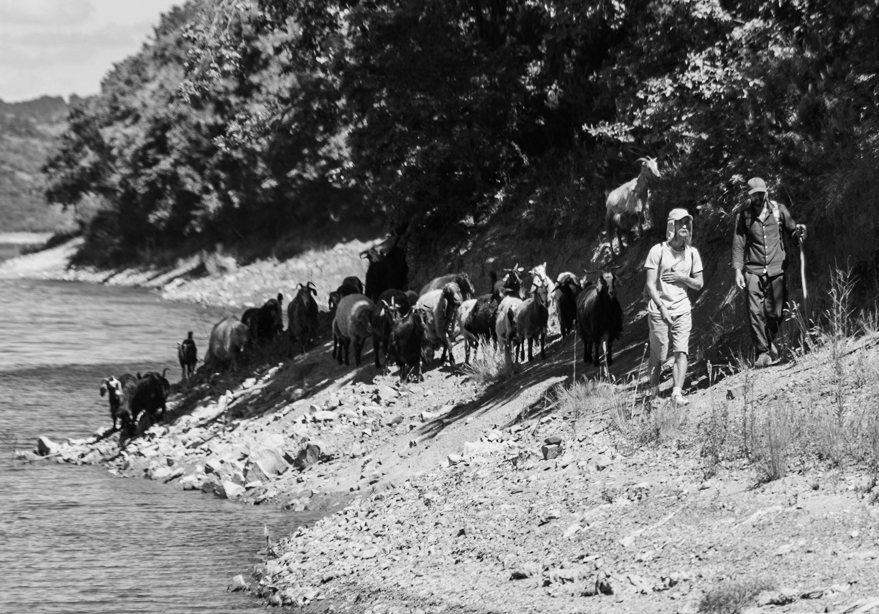 Ömerli shoreline walk: heading west with goats