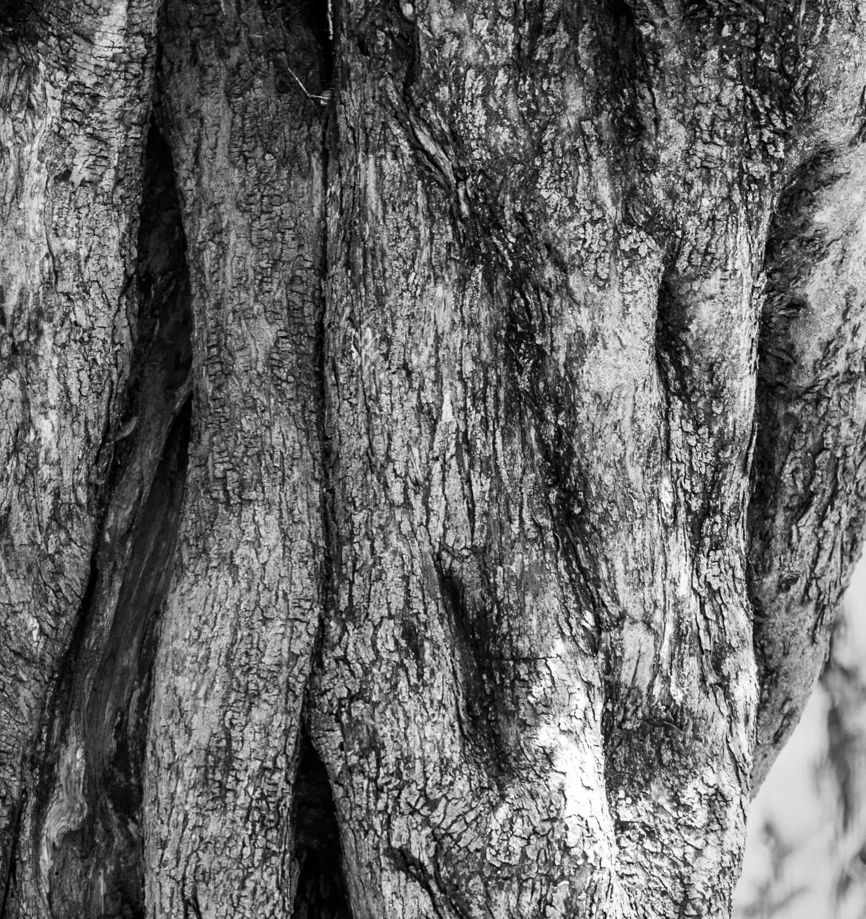 Kapaklı Tepesi: old olive tree