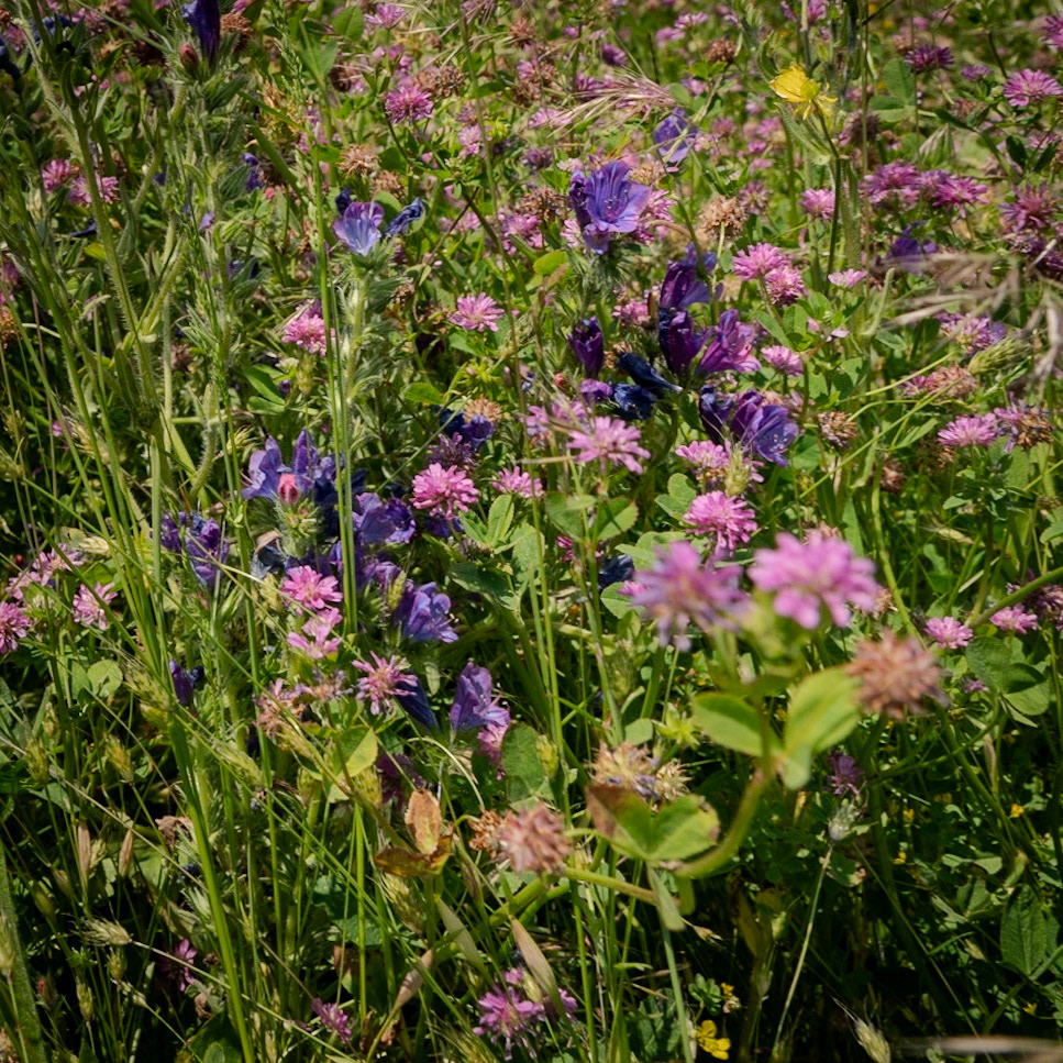 Sazlıdere northeastern flower meadow: a natural bouquet