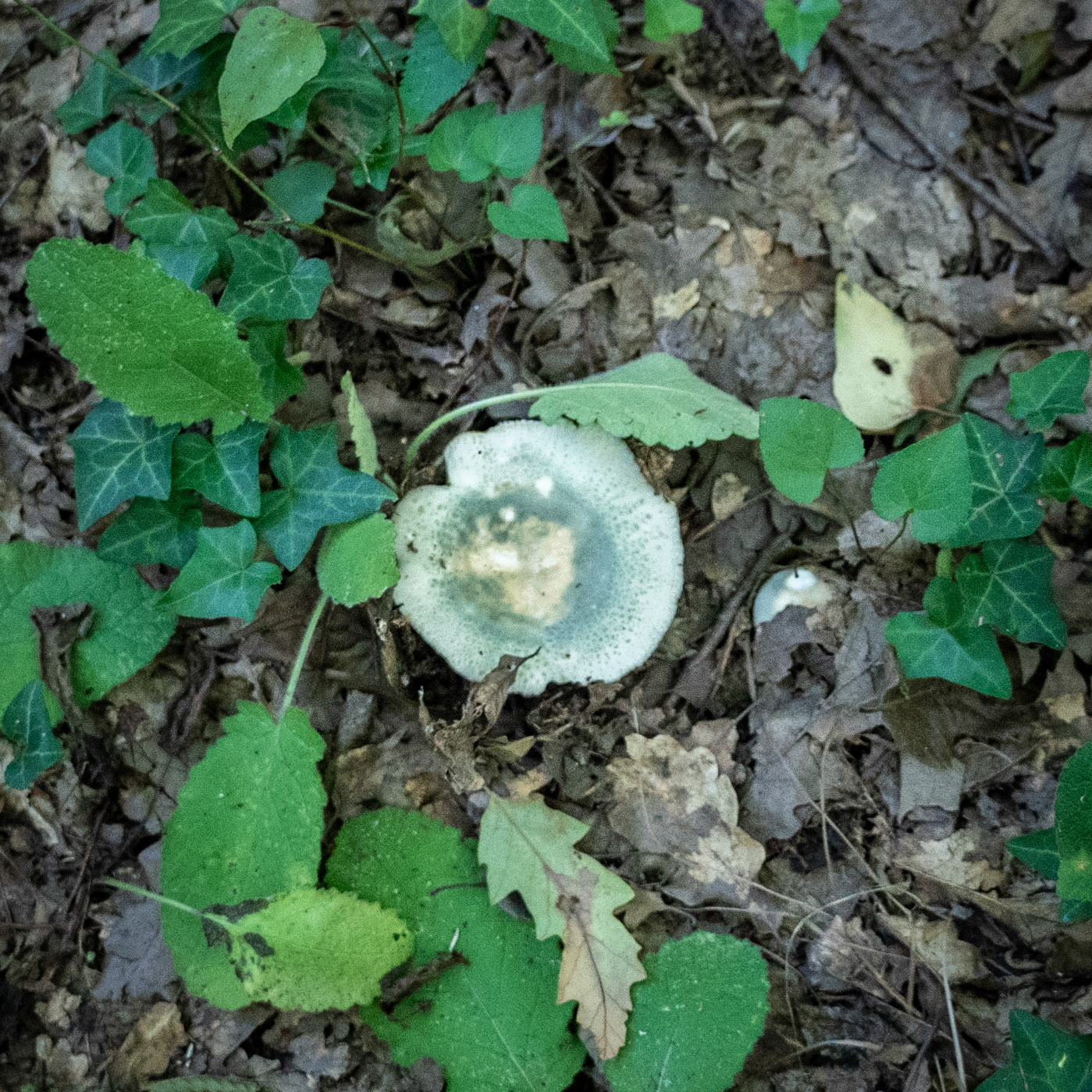 Kanlı forest: green-white fungus