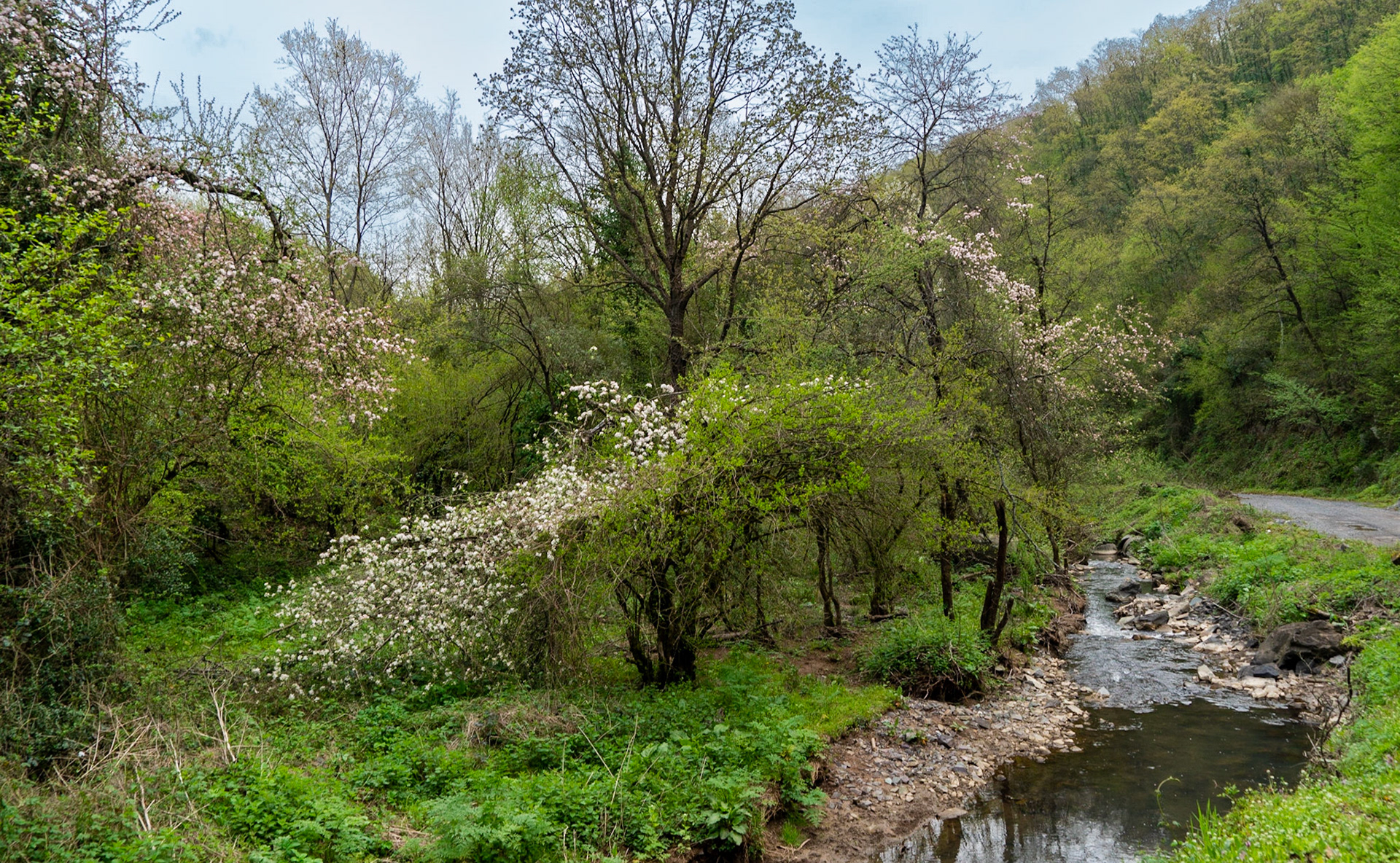 between Alemdaǧ and Reşadiye: Spring trees by a stream