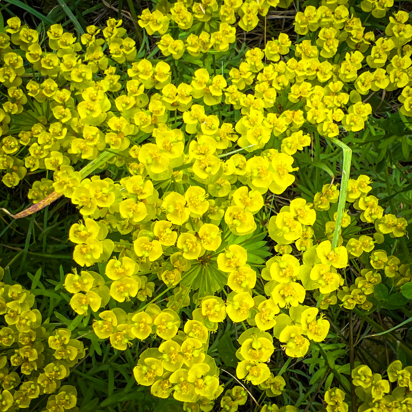 between Filiboz Ottoman quarry and poppy meadow: yellow flowers