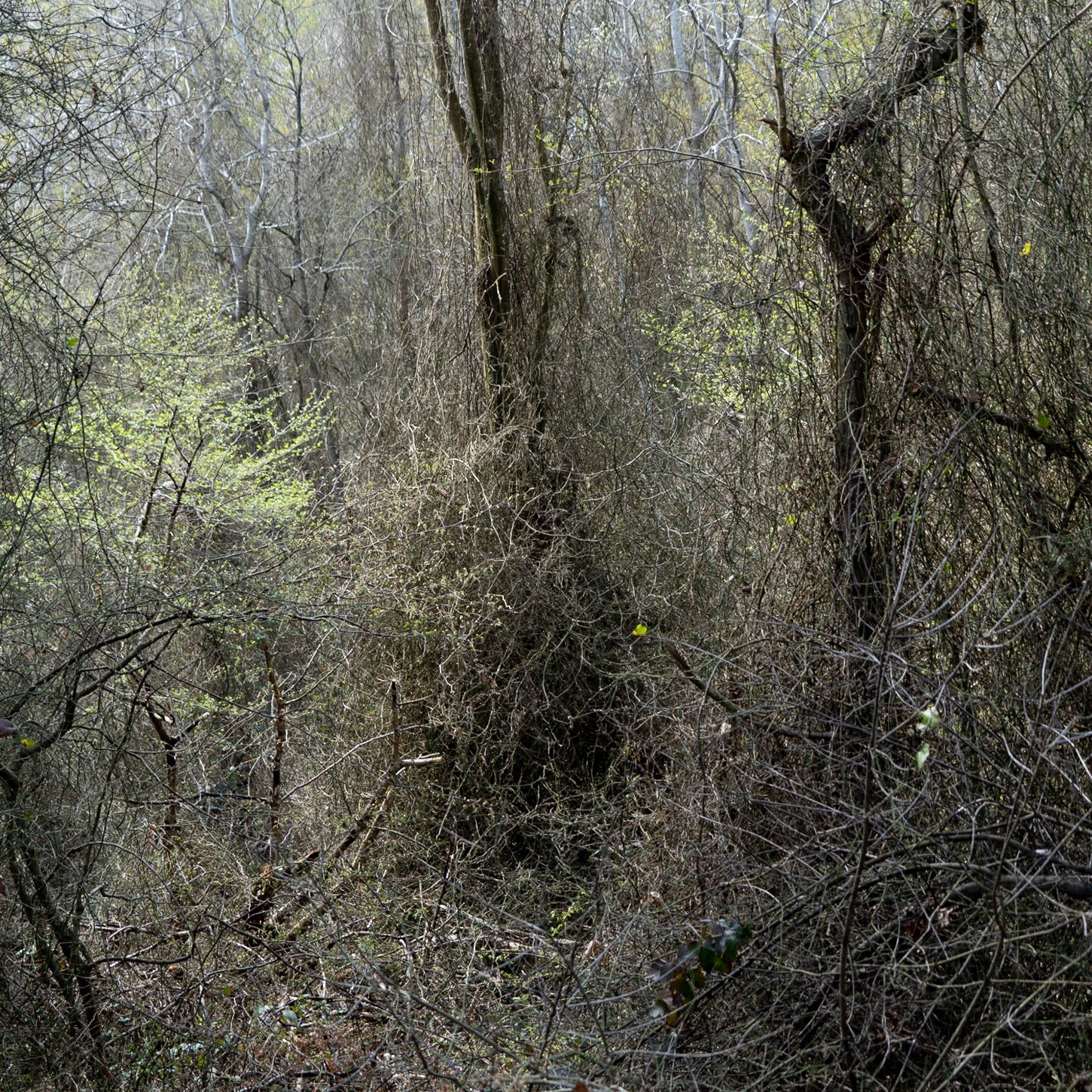 between Deǧirmen’s western tributary stream valley and Kozlu stream valley: jungle