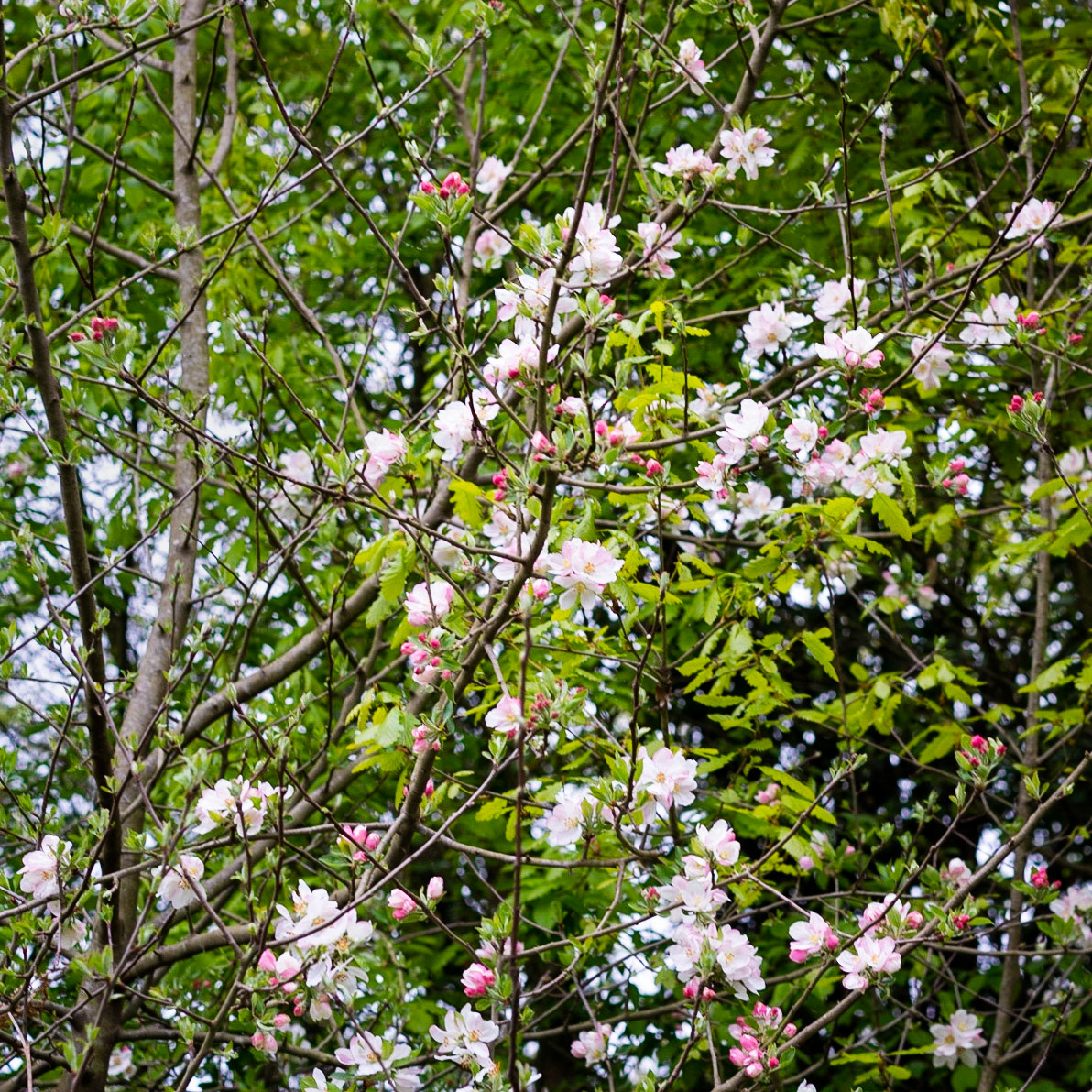 between Bozhane and Kılıçlı Köyü: white blossom