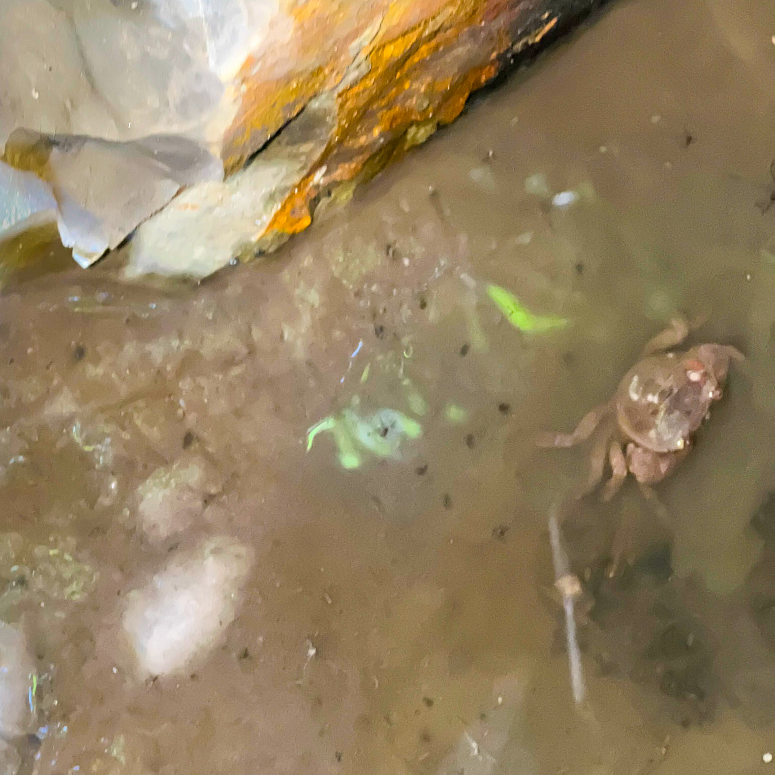 one of Deǧirmen’s western tributaries: freshwater crab
