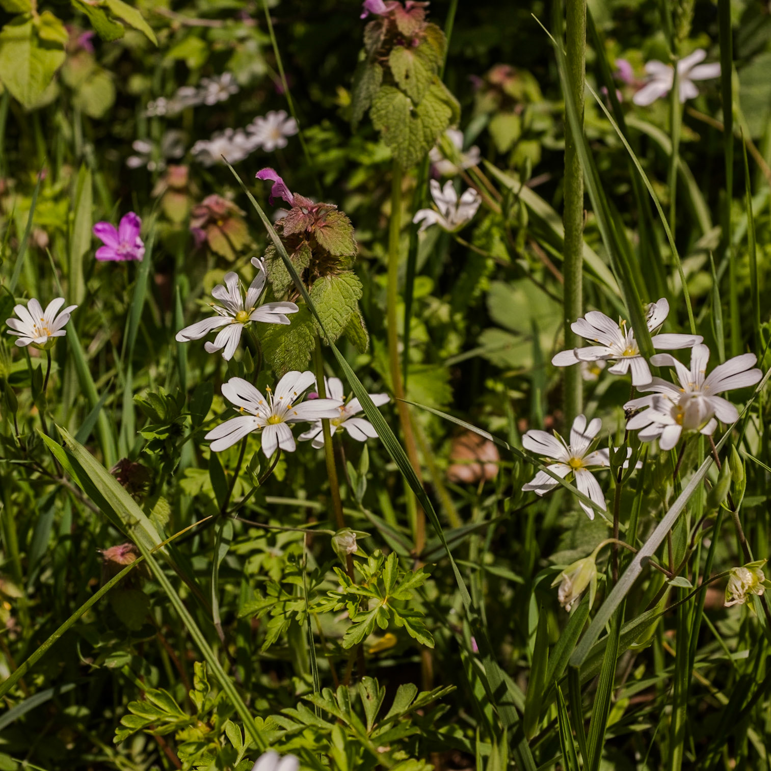 the first Sazlıdere flower meadow: white flowers of addersmeat (greater stitchwort) and pink flowers