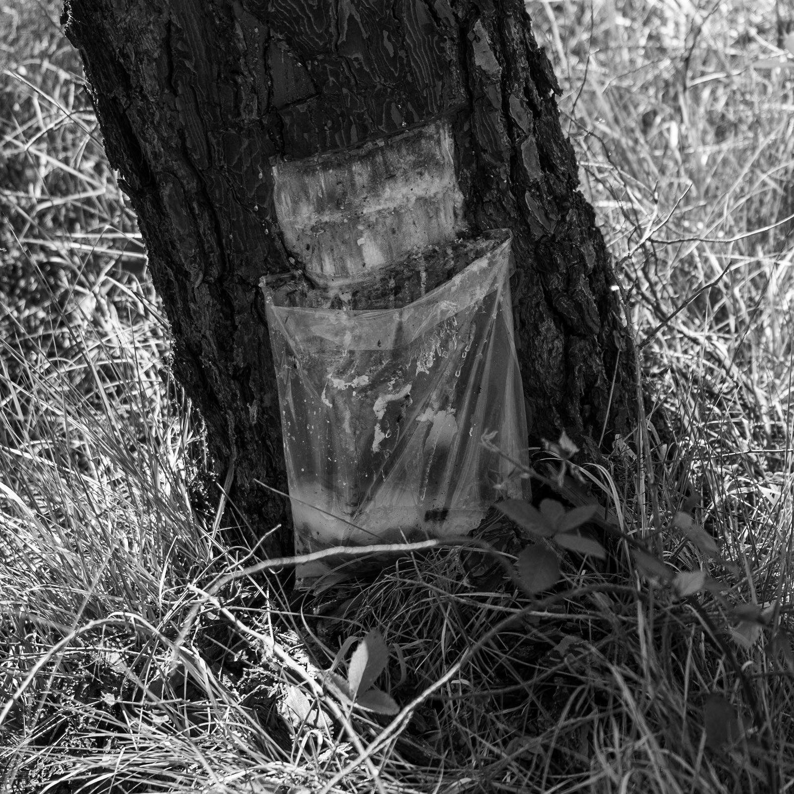 between Kurna quarry and the English Houses: resin collecting