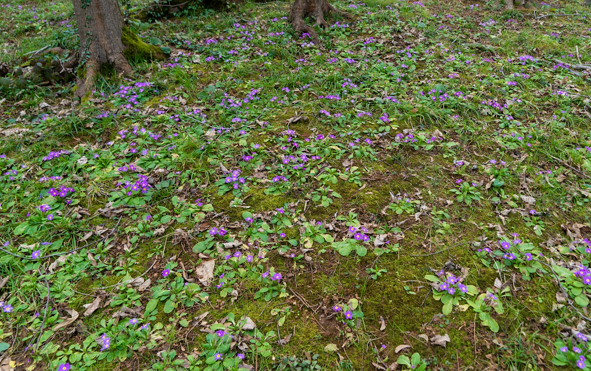 Beykoz koru: primroses