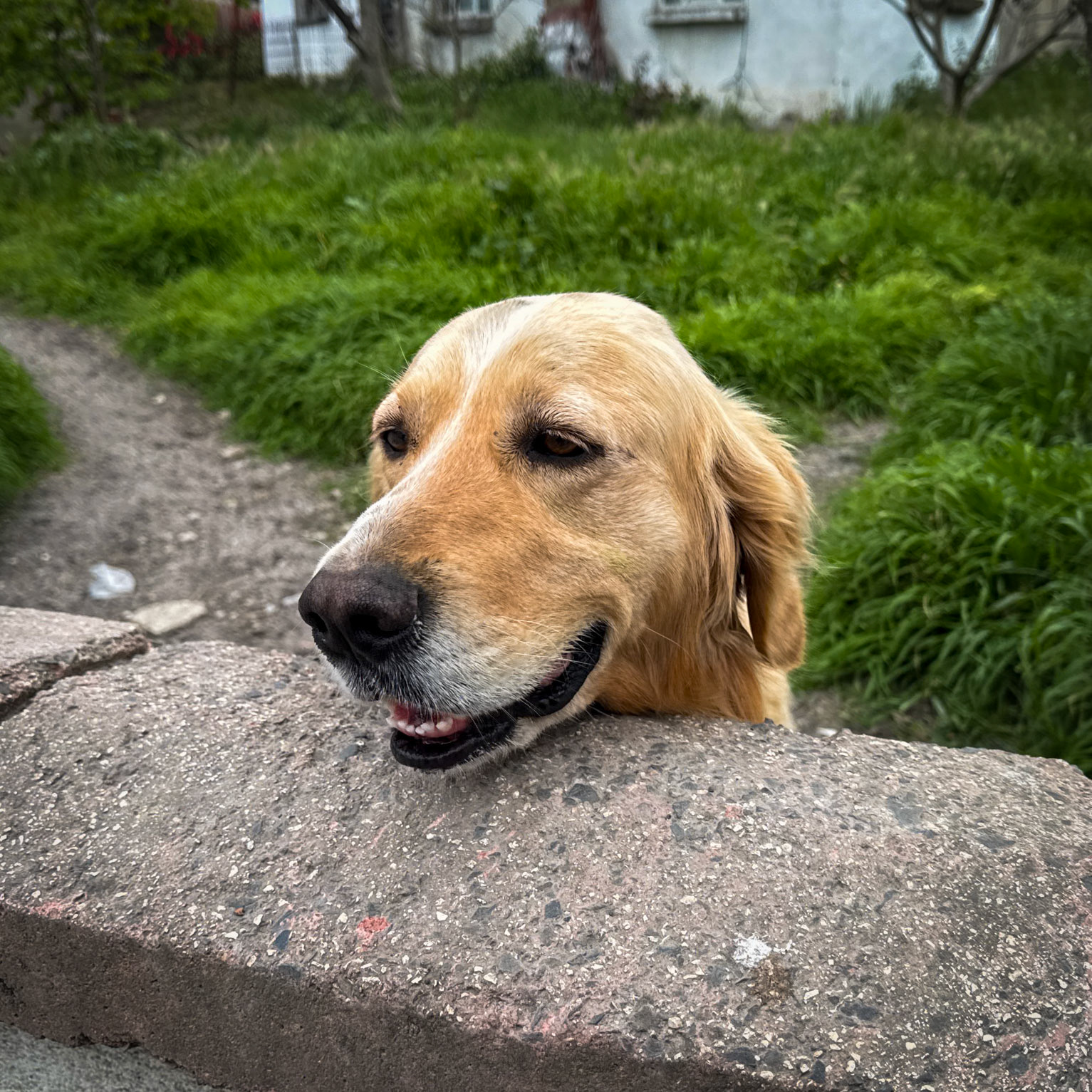 Baklali: Alp's dog greets us
