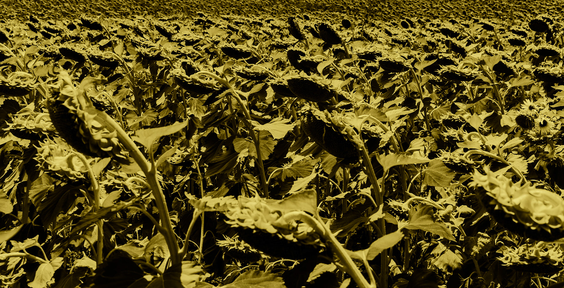 between northwestern Küçükçekmece marsh and Bathonea: sunflowers