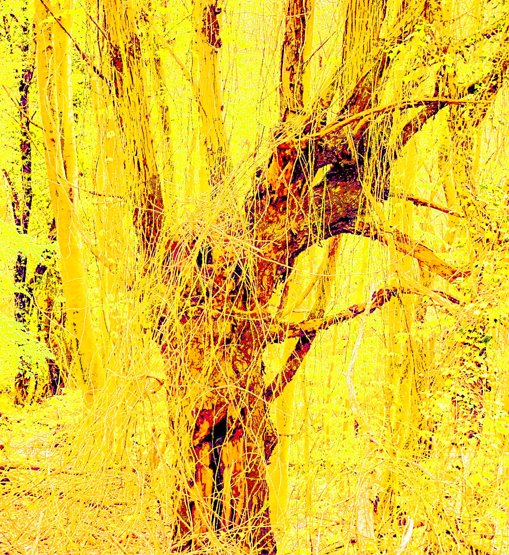 Polonezköy northern forest: venerable tree