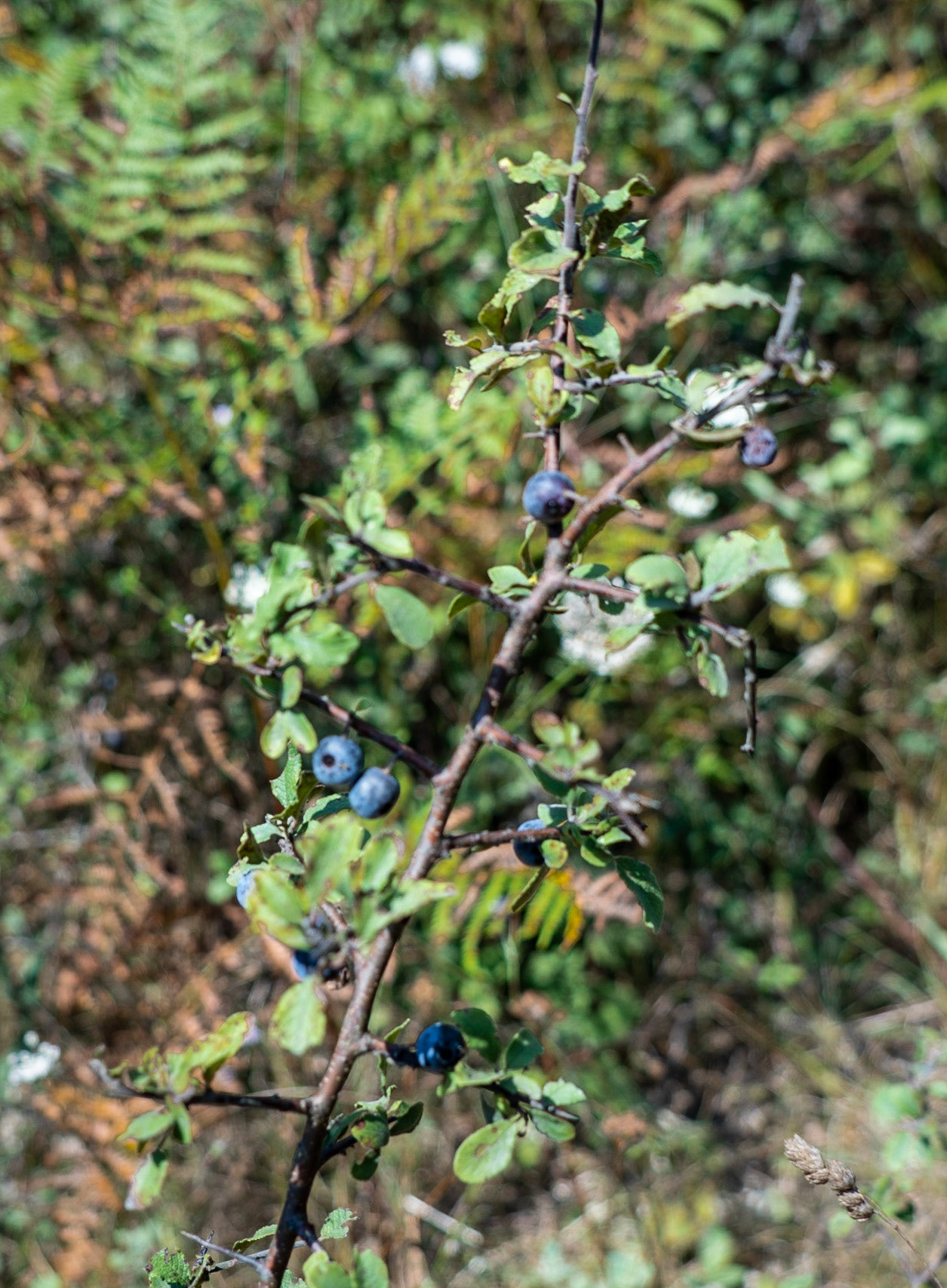 between Cebeci southern opencast mines and Güzelce aqueduct: hawthorn berries