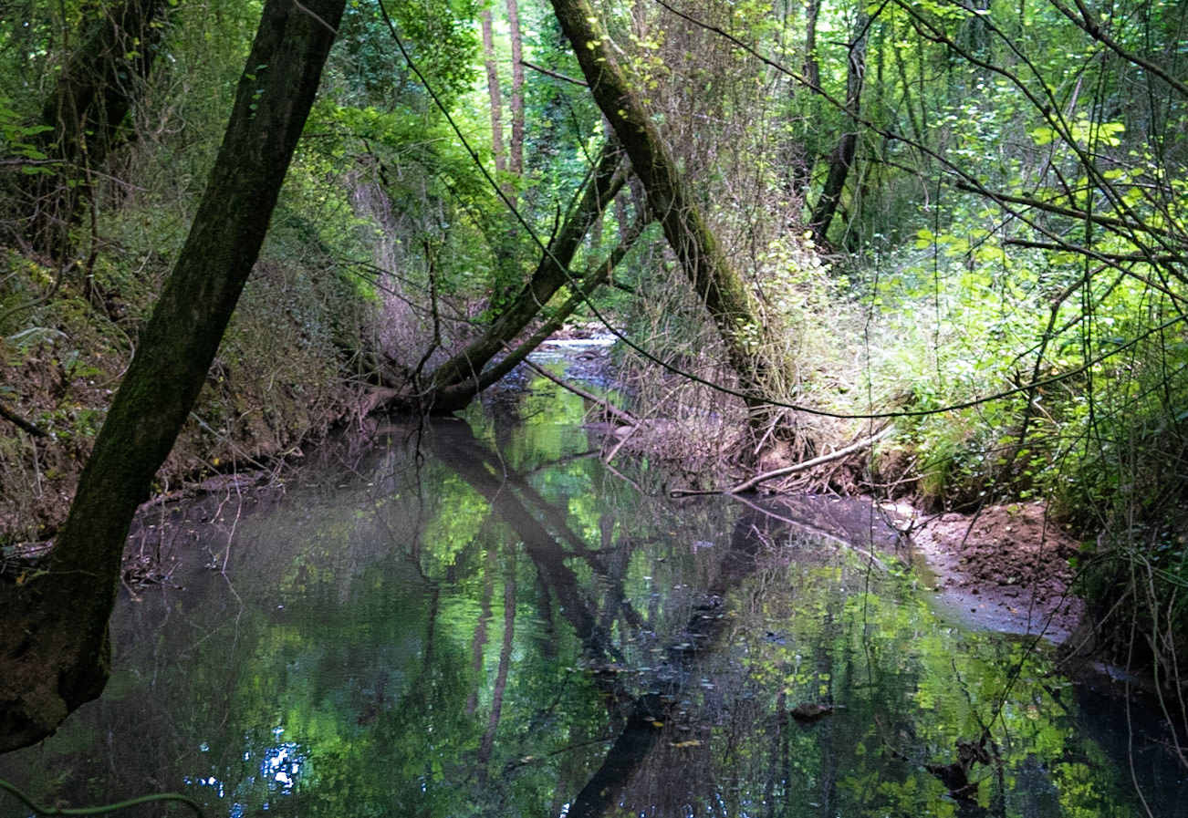 Kanlı forest: reflections in a pond