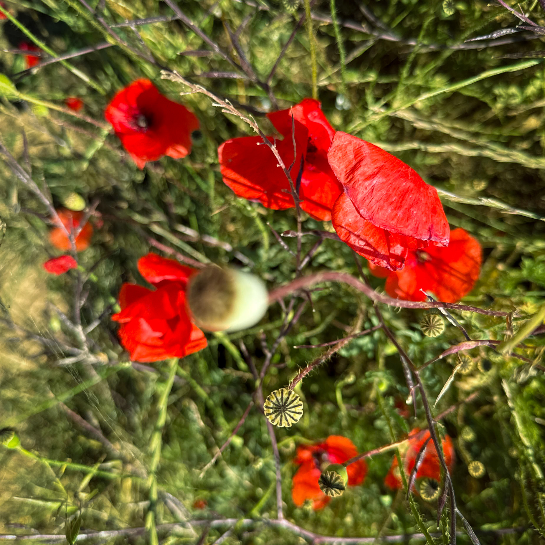 Filiboz poppy meadow: some poppies