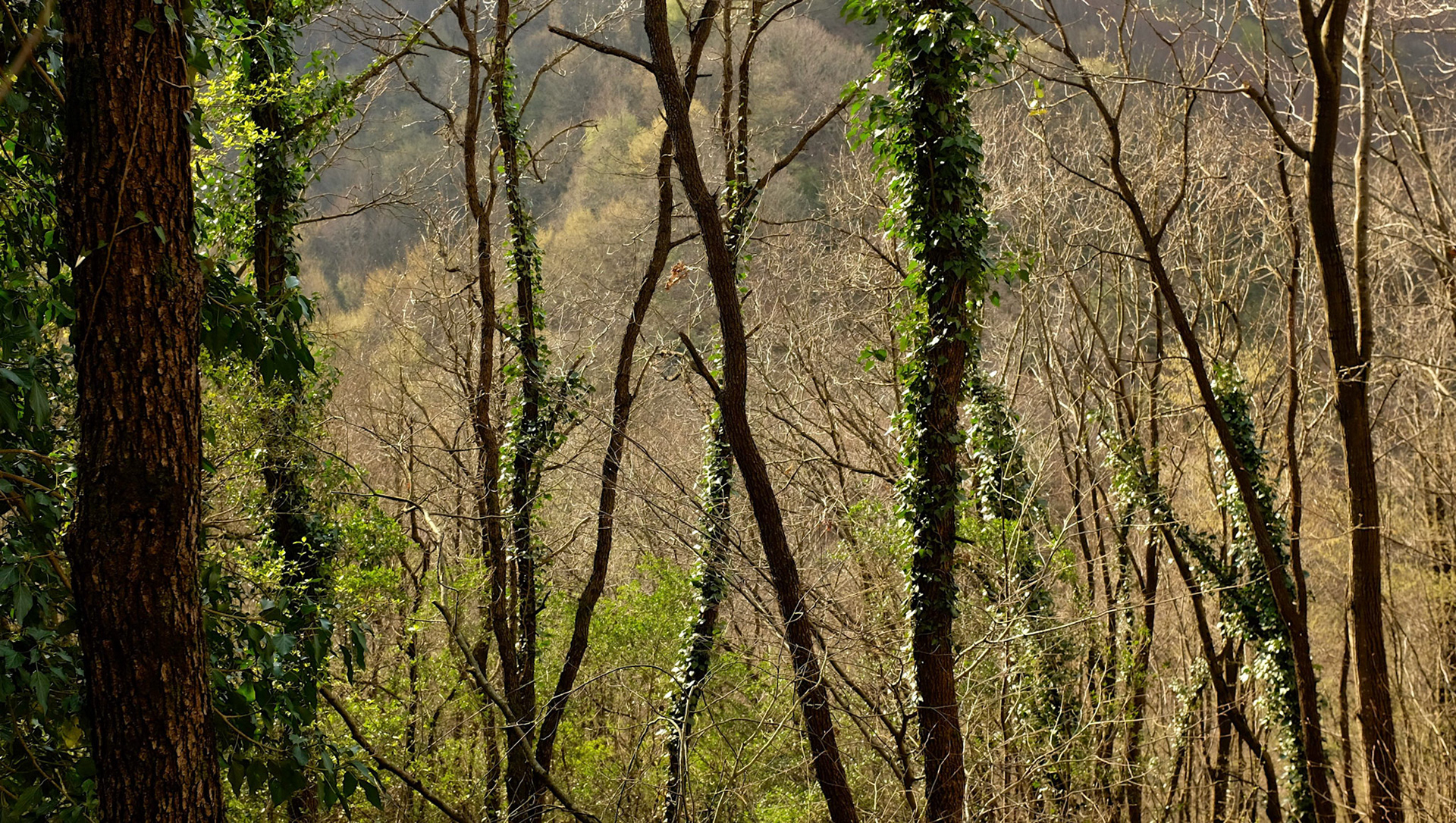 between Polonezköy and Zerzevatçı Köyü: winter trees &amp; ivy