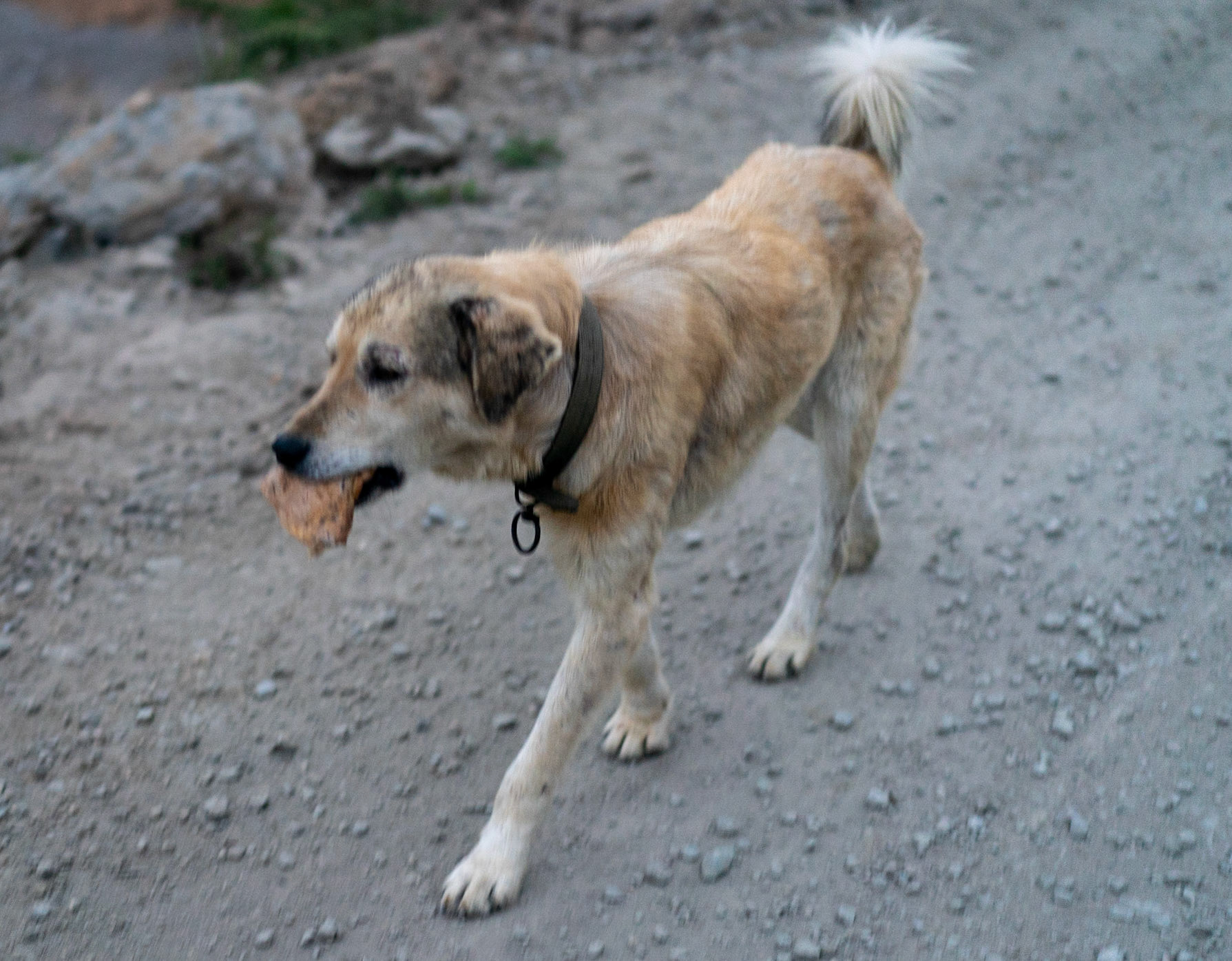 east of Deǧirmen reservoir: our remaining day-dog with its mouth full