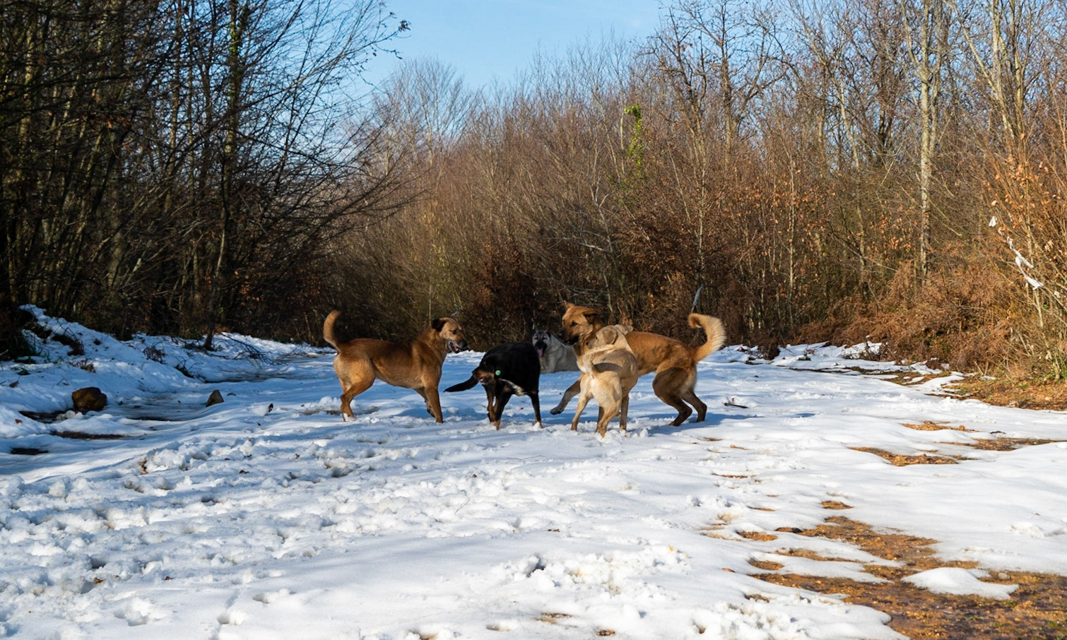 between Cumhuriyet and Polonezköy: our day-dogs loved the snow