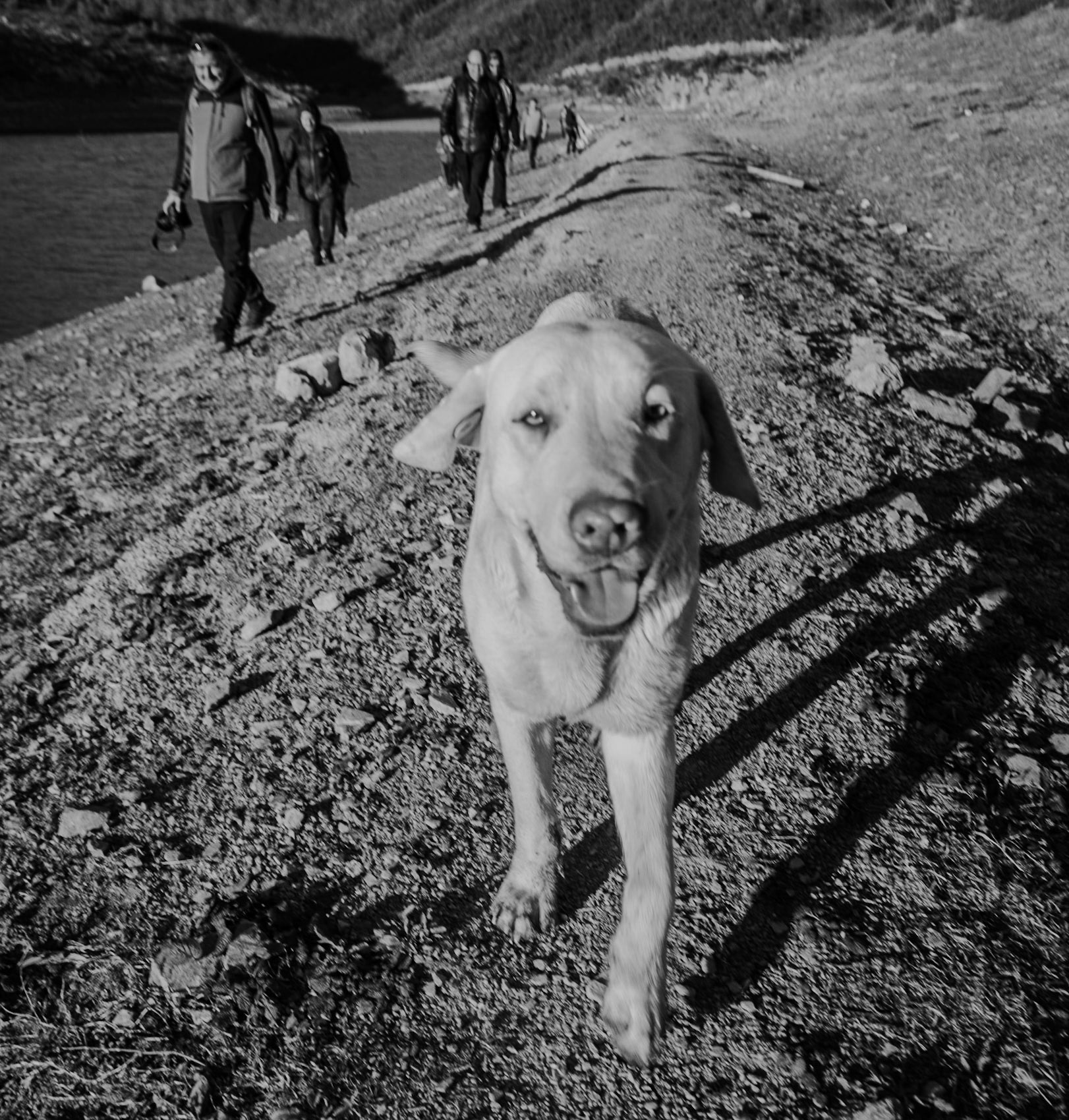Şamlar gorge: a happy day-dog