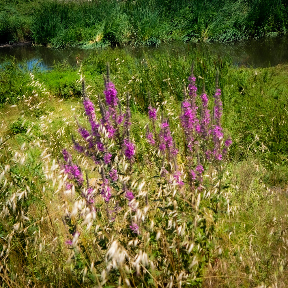 Çayǧız Deresi:: tall pink flowers