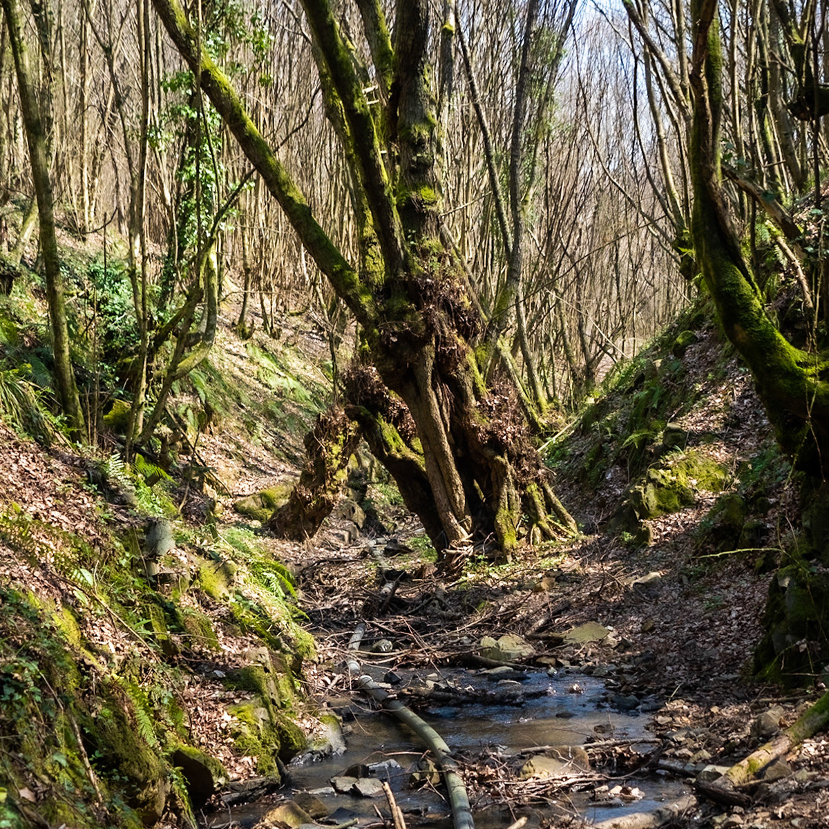 Zerzevat stream valley: triangular bone trees
