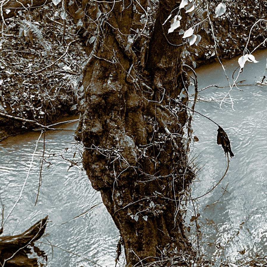 Kozu Deresi valleys: stream and old tree