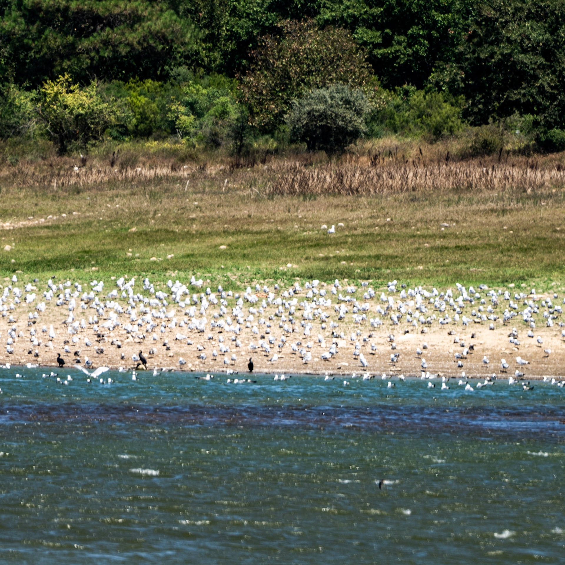 western Ömerli reservoir: resting gulls and three cormorants