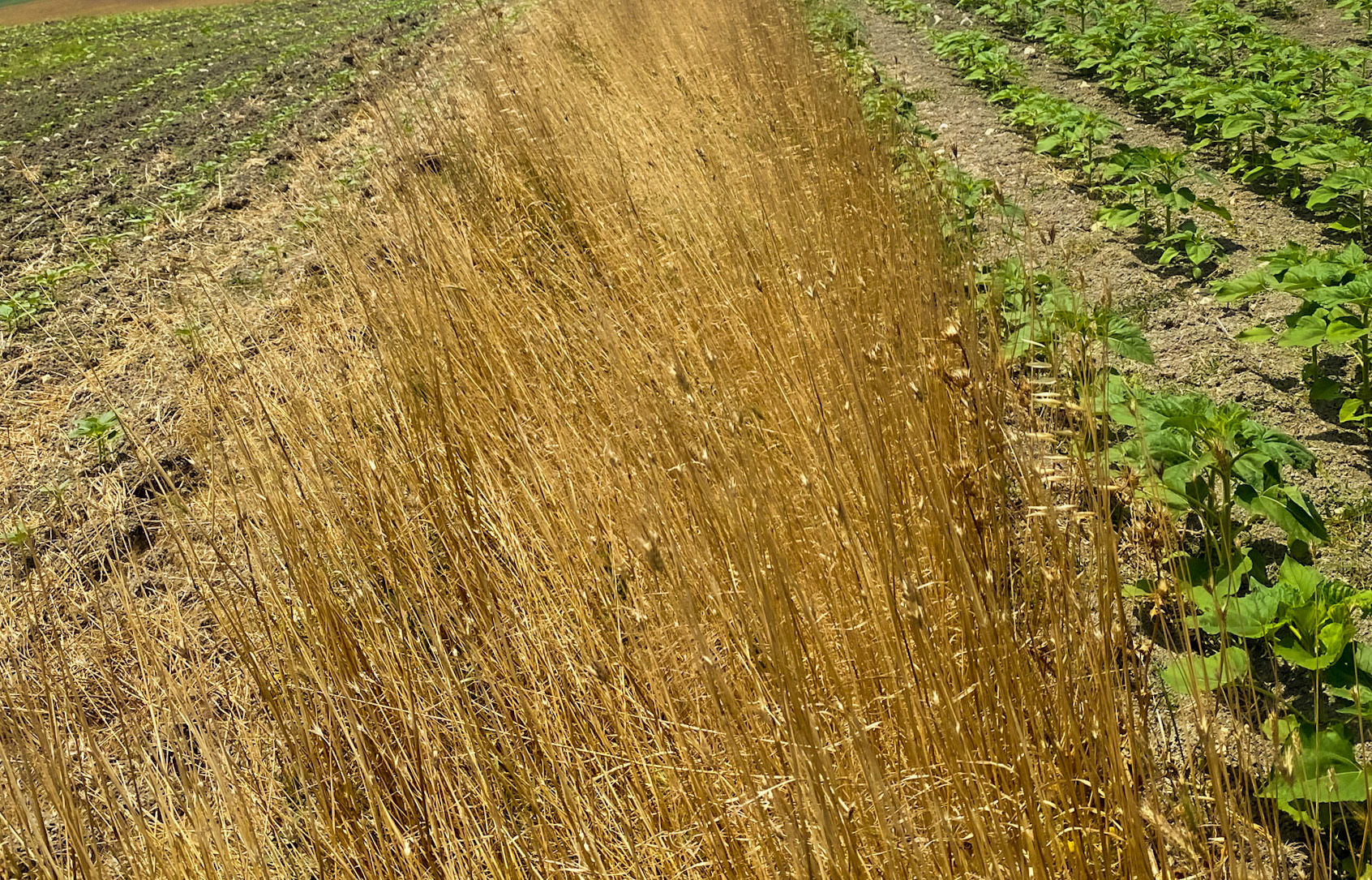 Dursunköy hill: between two fields