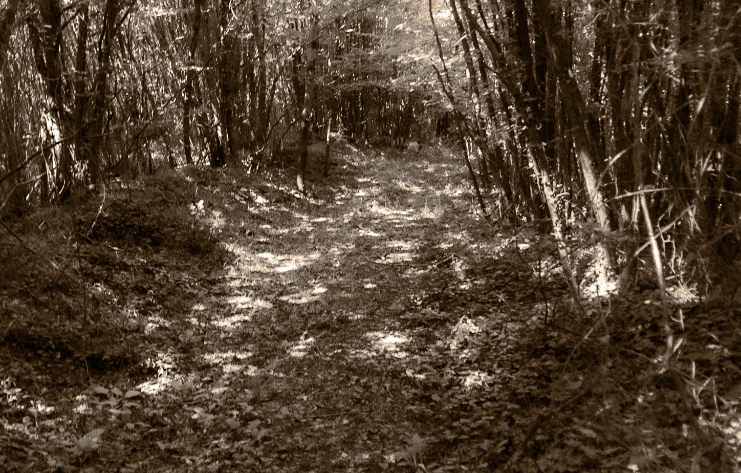Kanlı forest: shady track
