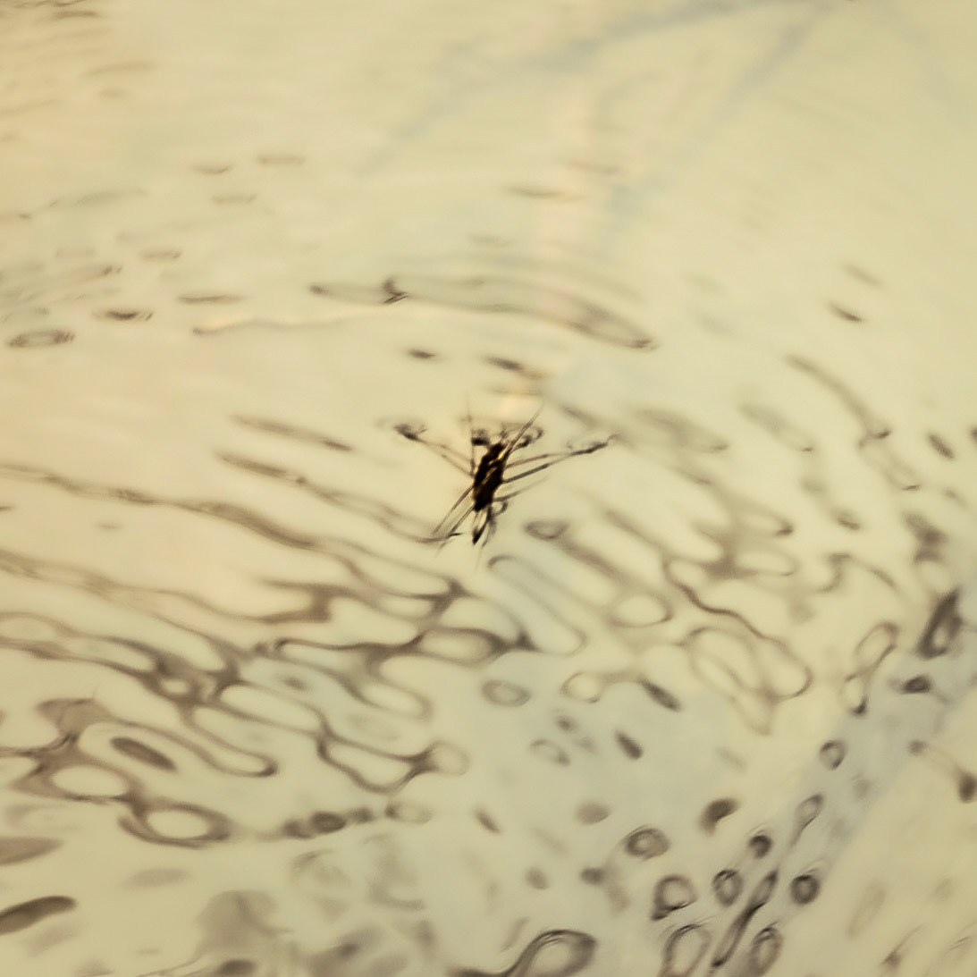 Paşamandıra woodland: a water boatman