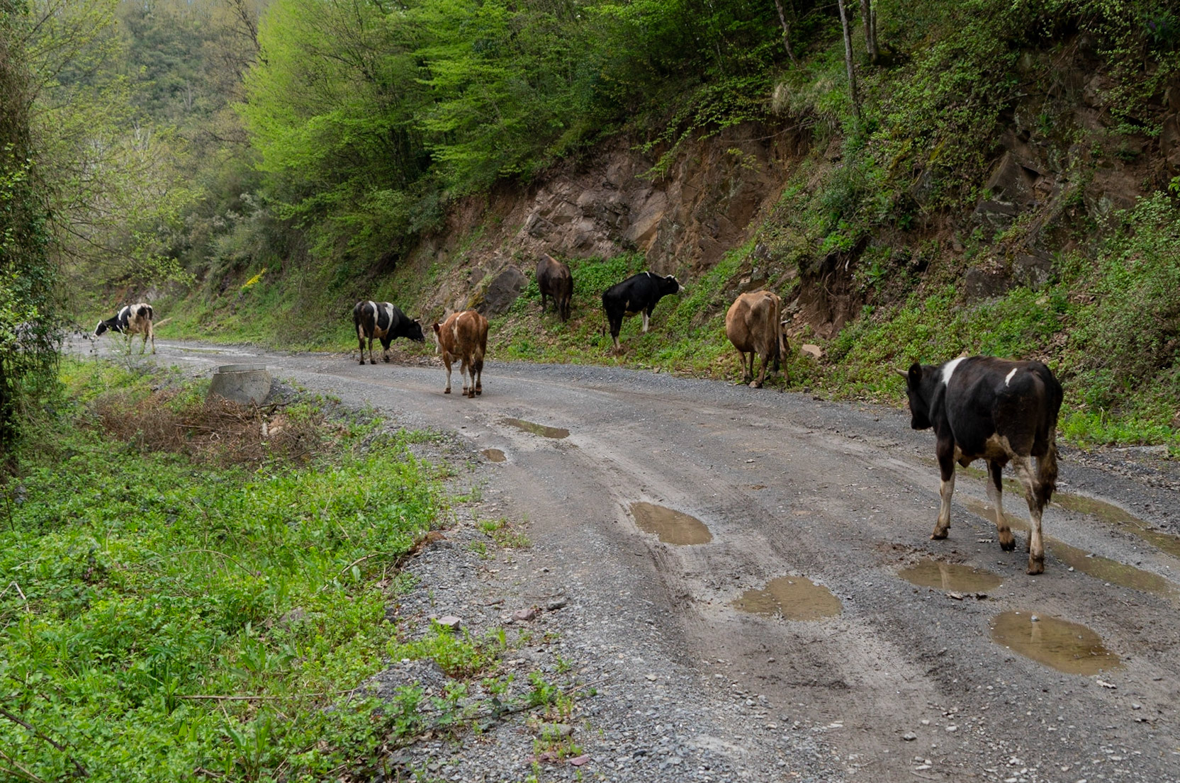 between Alemdaǧ and Reşadiye: cows on a forest road