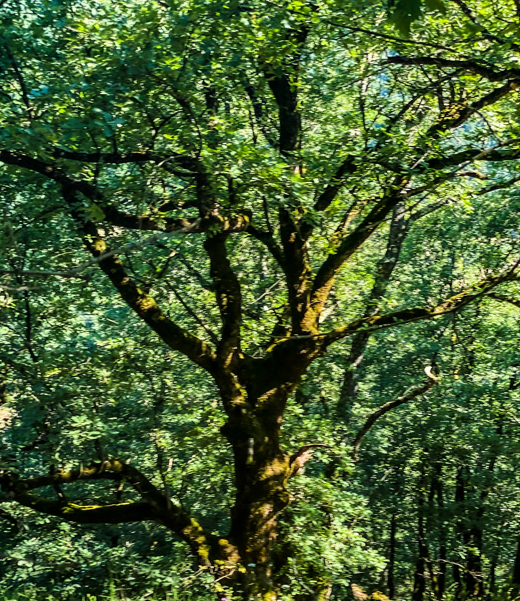 Ezili forest: golden dappled tree