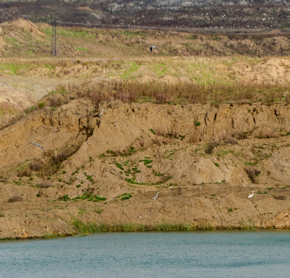 heading west from Akpınar: five herons looking east (I think)