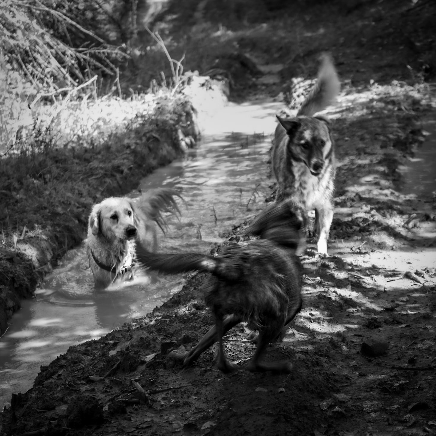 Atdosun forest: mud-loving dogs