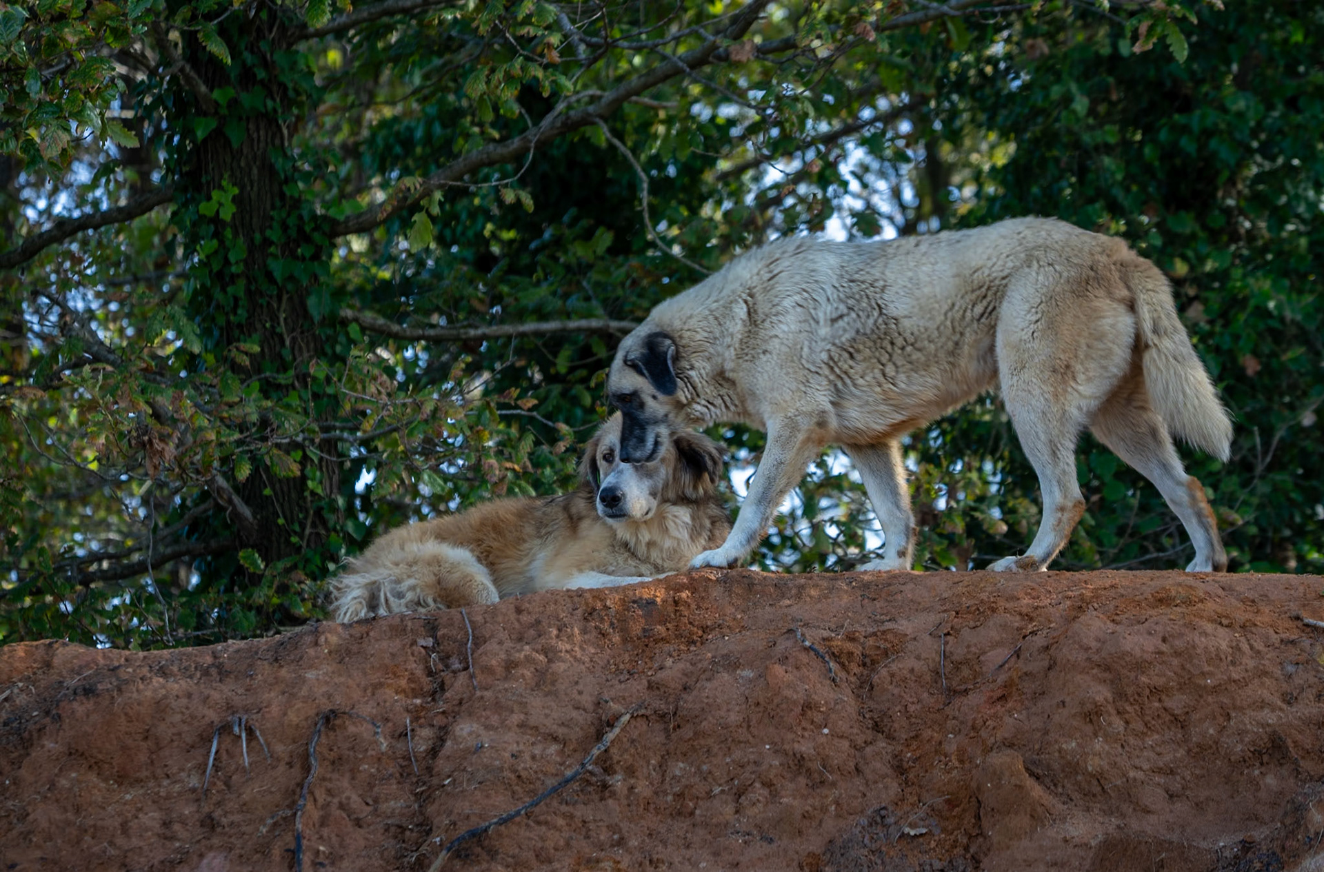 A clearing: dogville