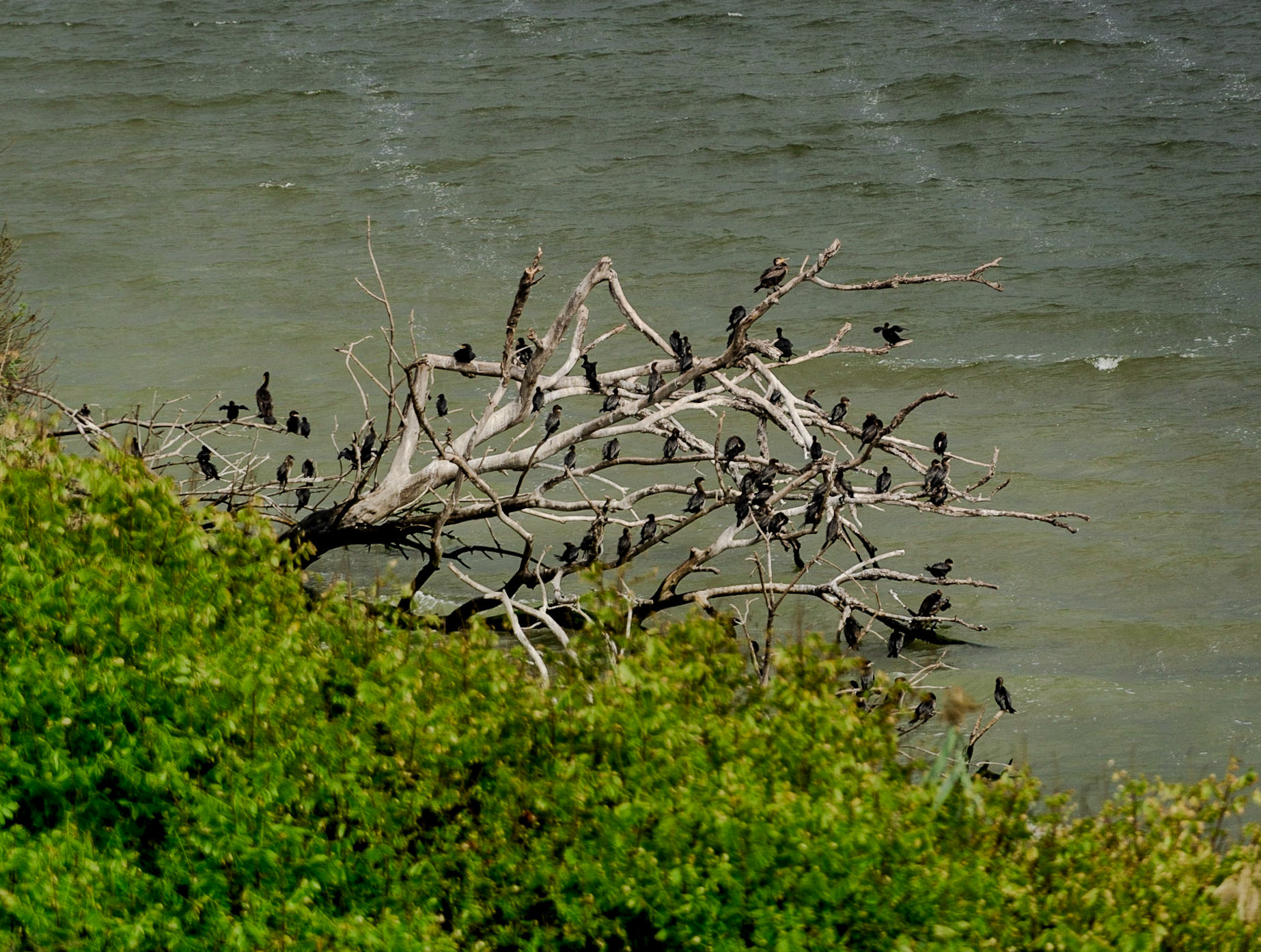 on the western edge of Küçükçekmece lake inside Istanbul University's agricultural faculty land: a group of great cormorants
