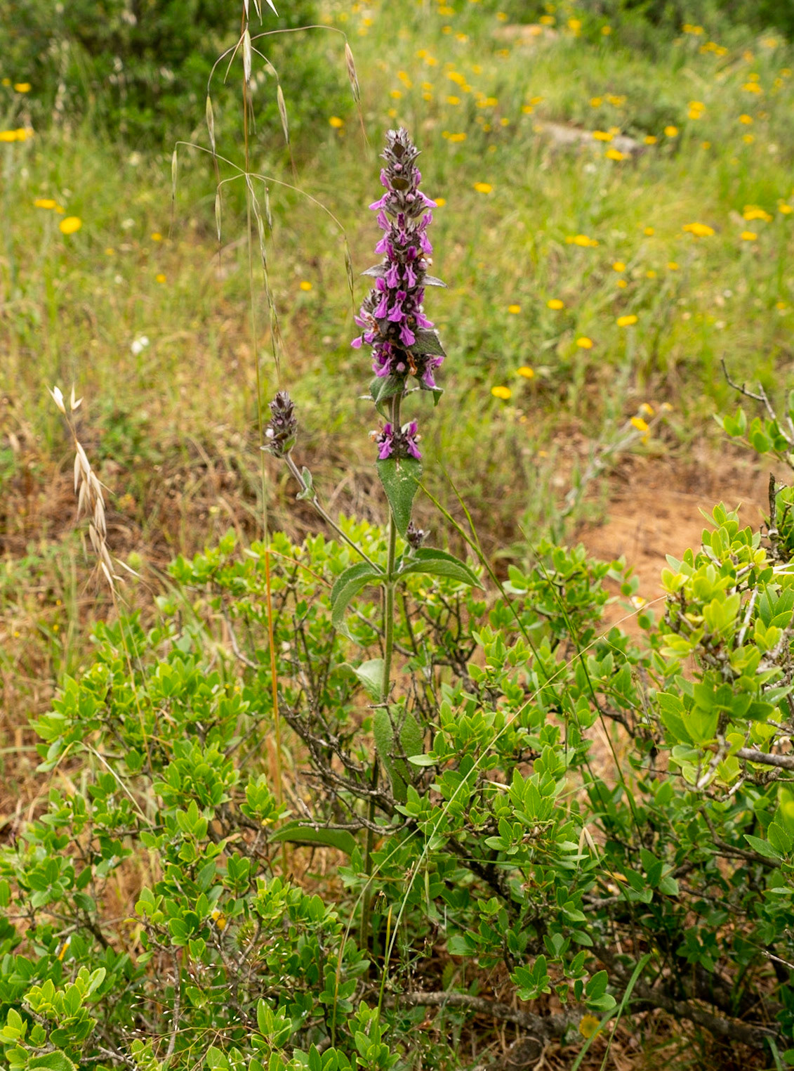 Adadaǧ hills: purple flower spike