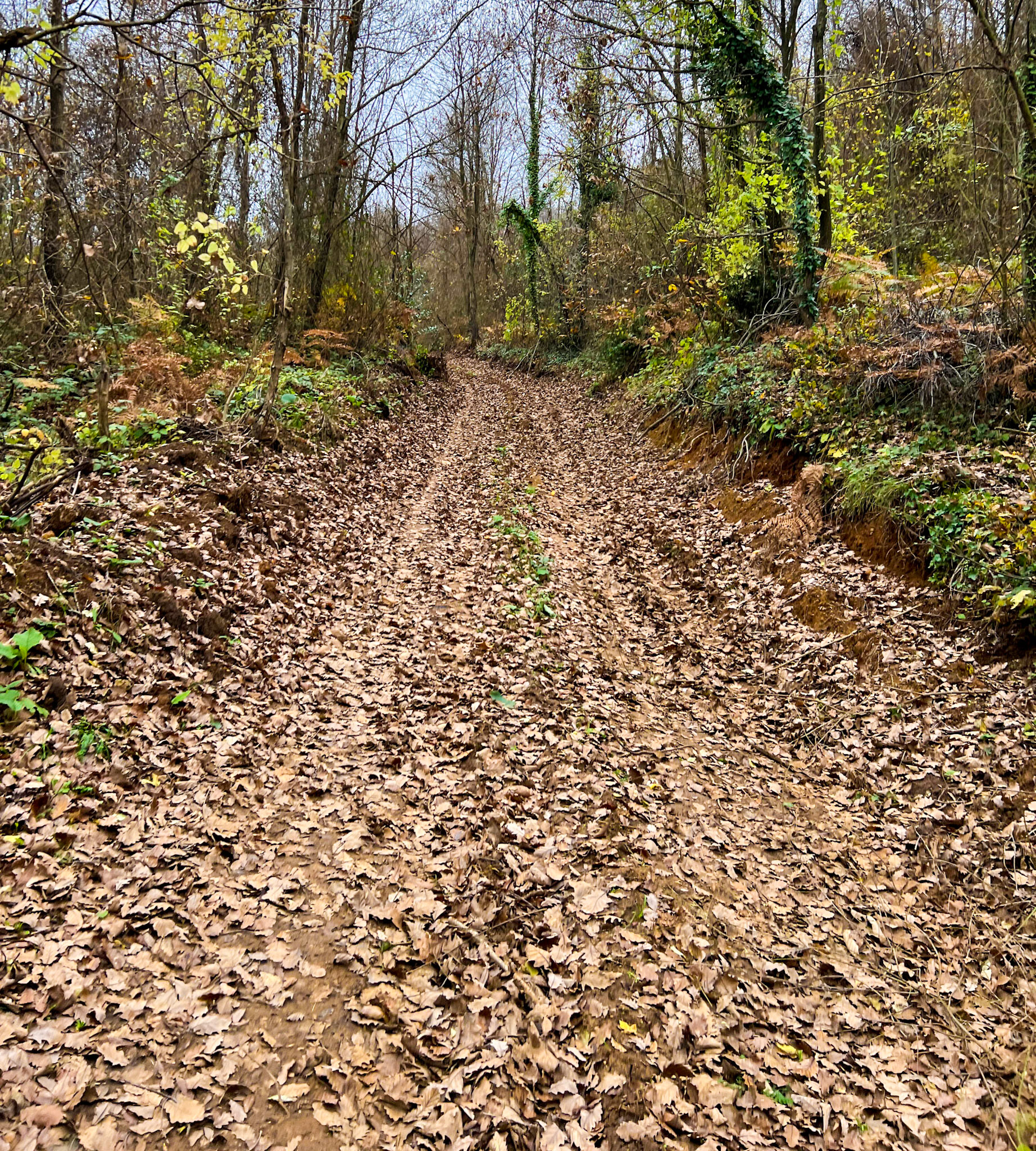 Kaynarca forest: autumnal track