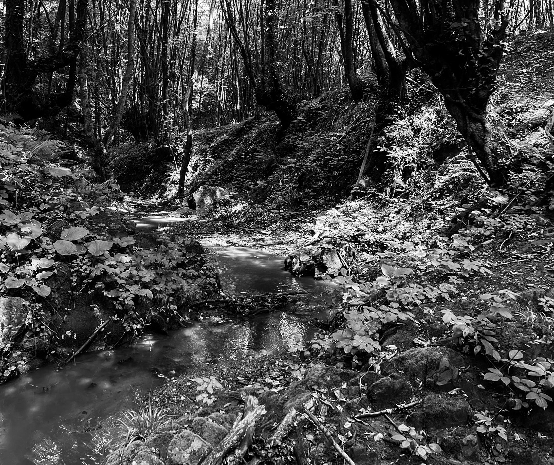 Zerzevatçı streamwalk: stream