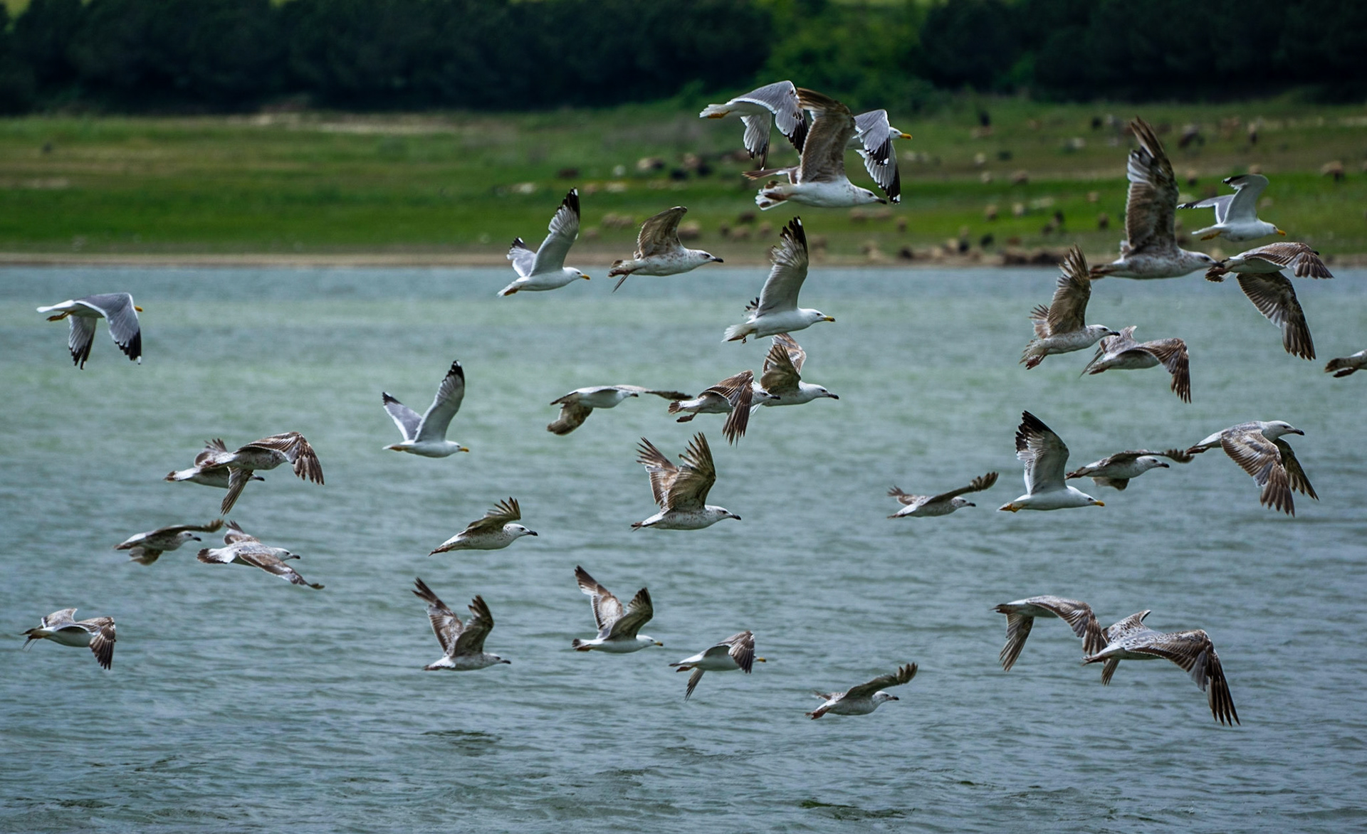 Sazlıdere reservoir: yellow-legged gulls (Larus michahellis) and their juveniles – Sazlıdere baraj gölü: Gümüş martılar (Larus michahellis) ve yavruları